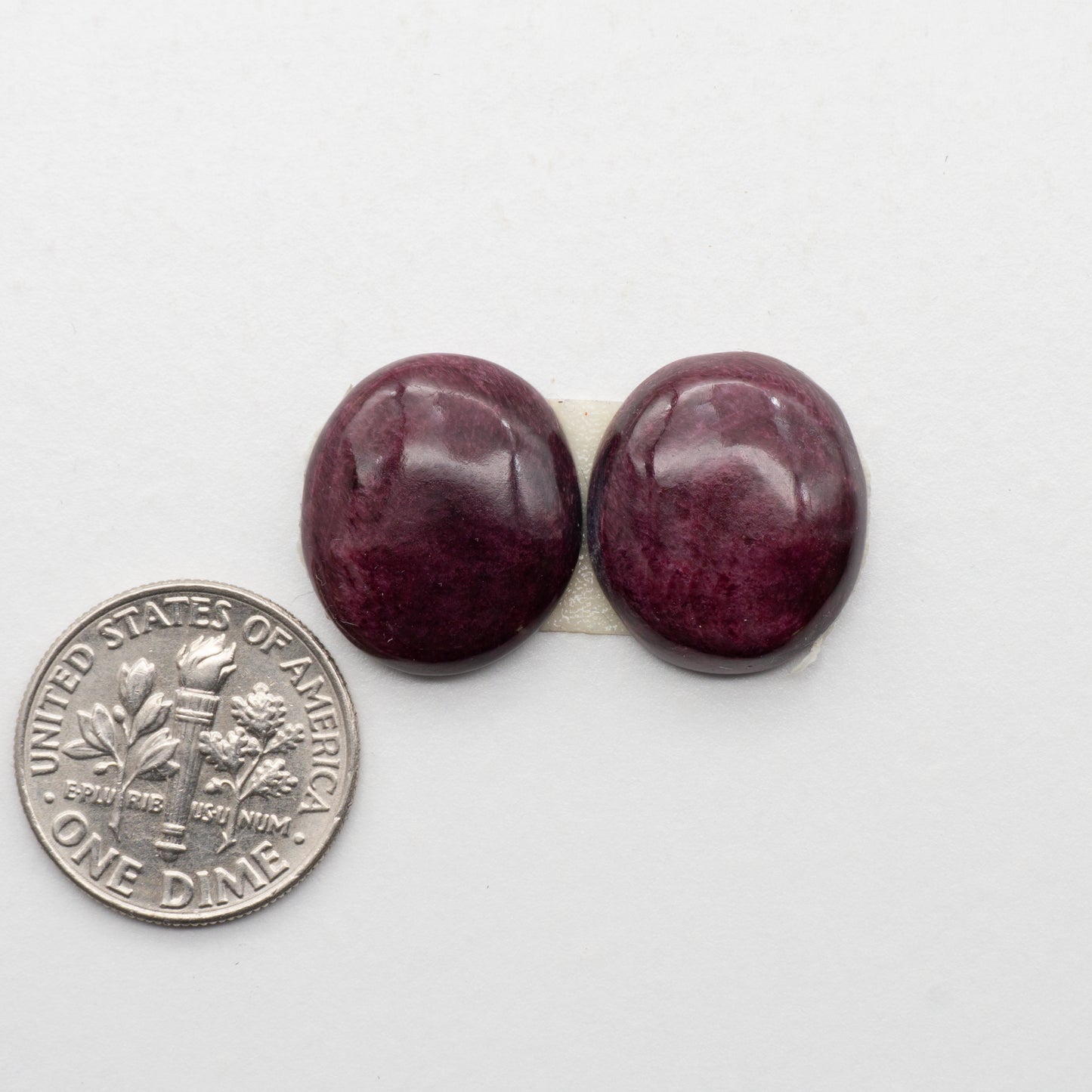 Spiny Oyster Cabochons