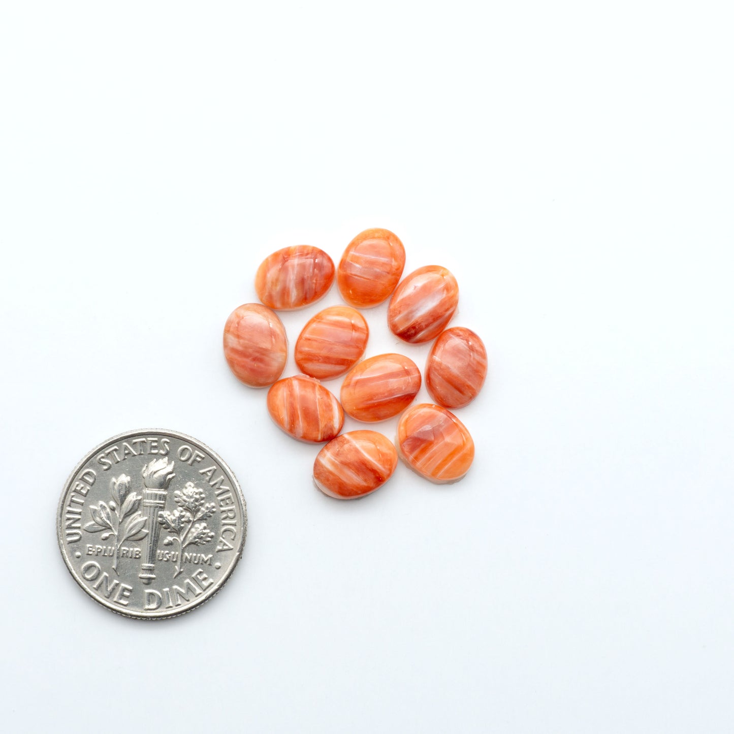 Spiny Oyster Cabochons