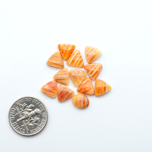 Spiny Oyster Cabochons