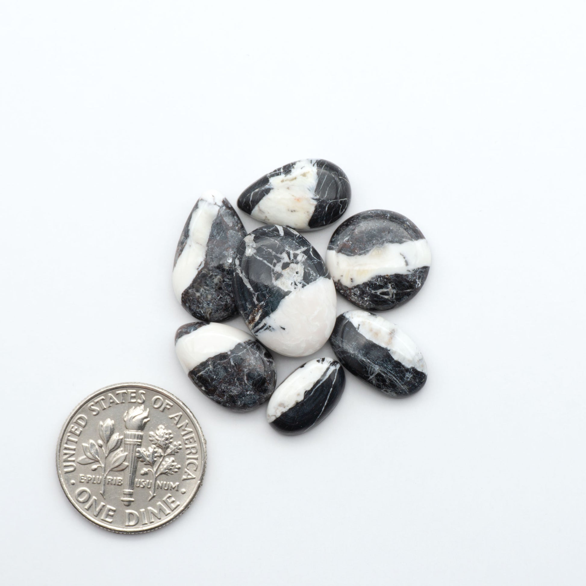White Buffalo stone cabochons, white stone with black matrix, polished stones on white background with US dime for scale
