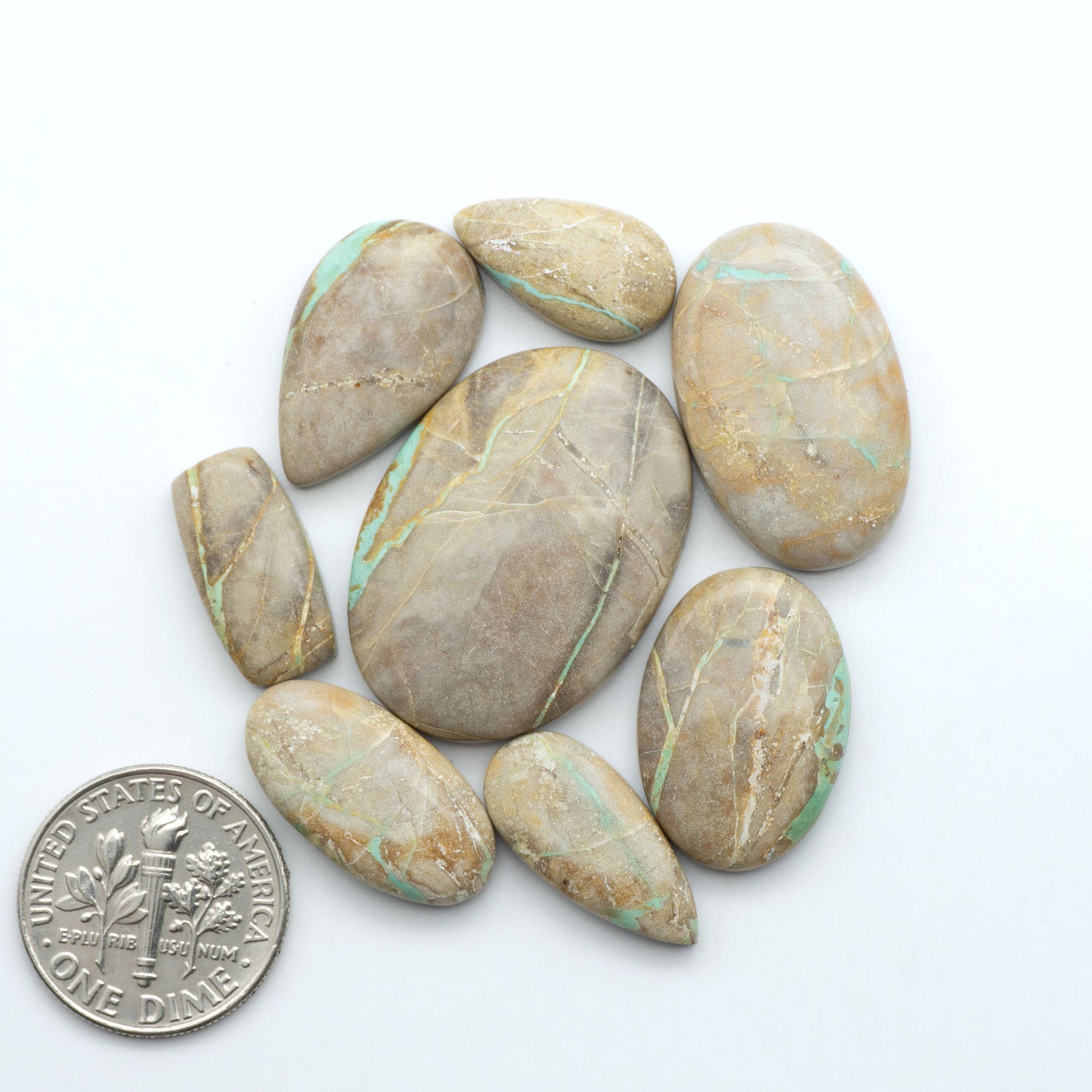 Crow Springs Turquoise cabochons with green ribbon pattern and brown matrix, on a white background with a US dime for scale