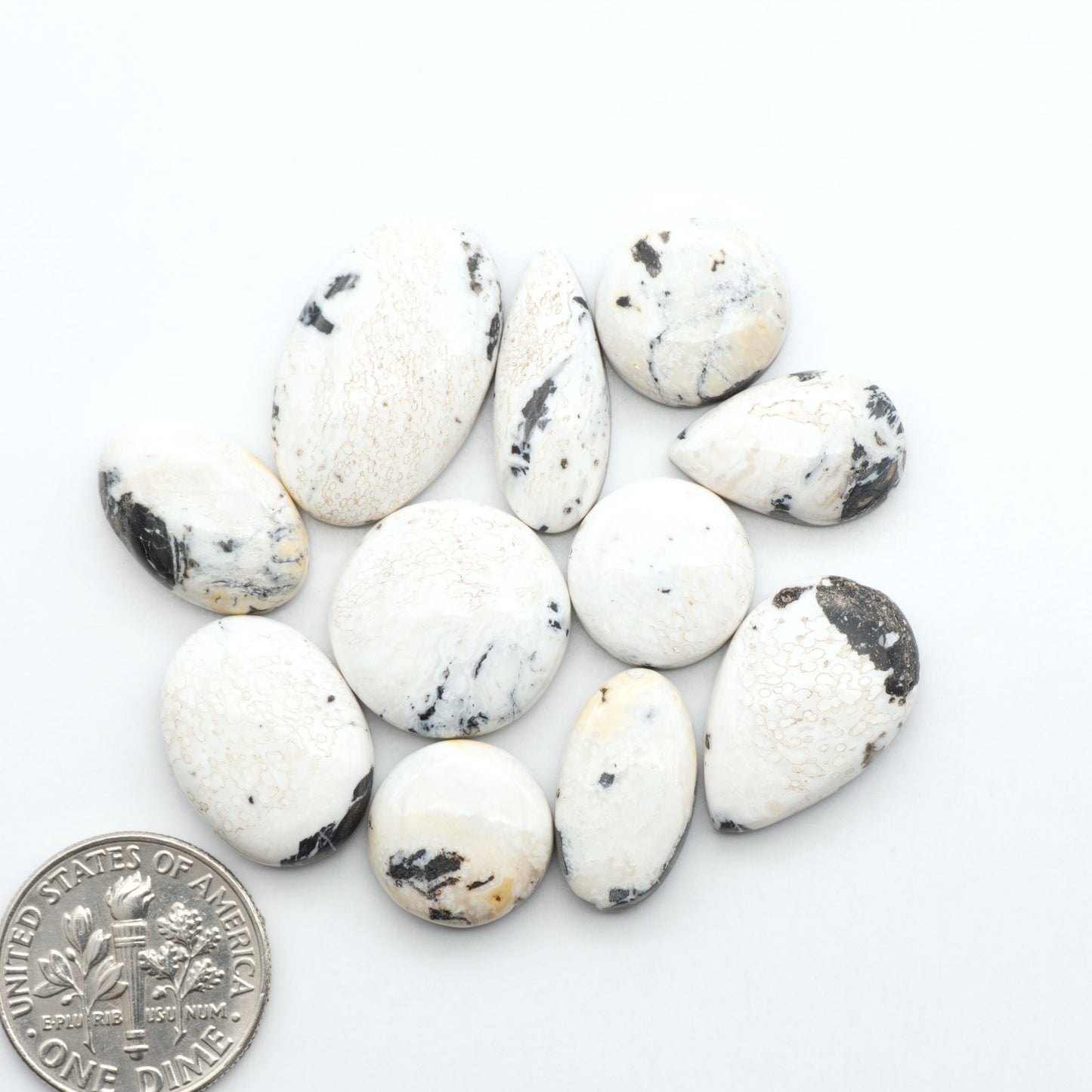 White Buffalo stone cabochons, white stone with black matrix, polished stones on a white background, with a US dime for scale