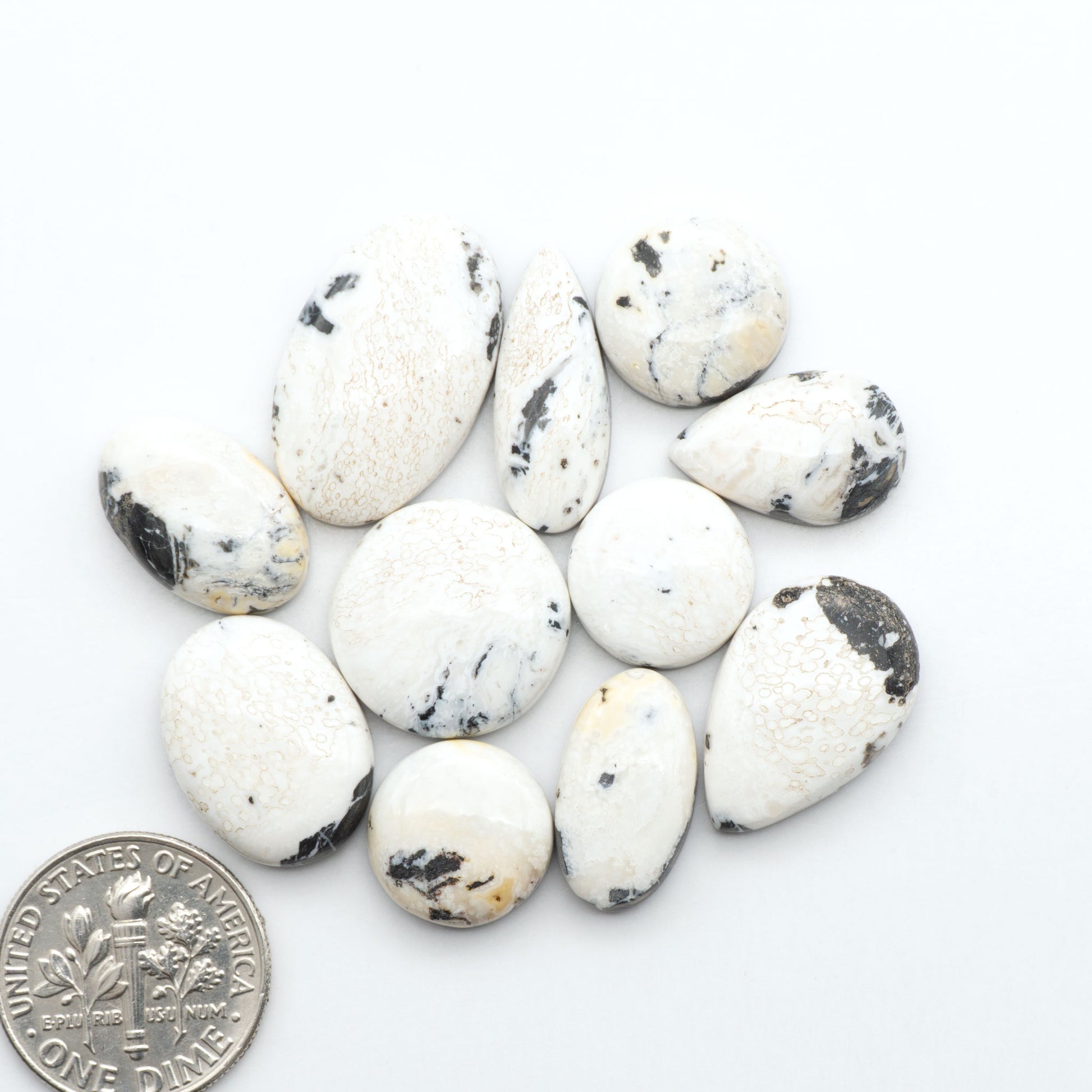 White Buffalo stone cabochons, white stone with black matrix, polished stones on a white background, with a US dime for scale