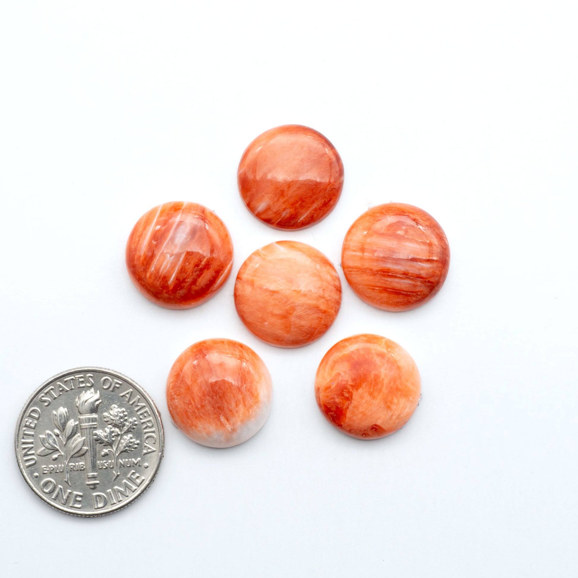 Red Spiny oyster shell cabochons, on a white background with a US dime for scale