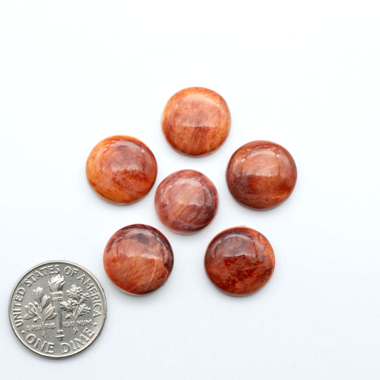 Red Spiny oyster shell cabochons, on a white background with a US dime for scale
