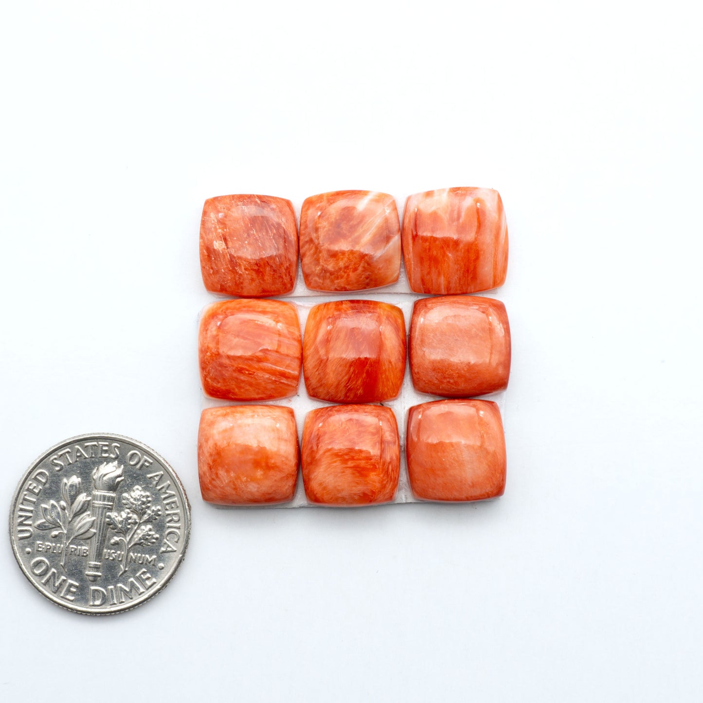 Red Spiny oyster shell cabochons, on a white background with a US dime for scale