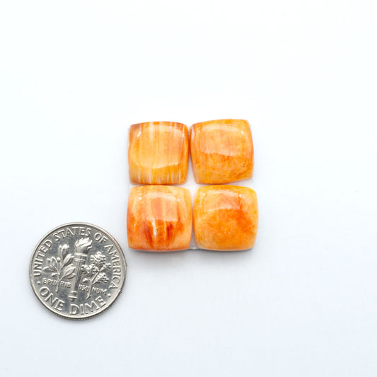 Orange Spiny oyster shell cabochons, on a white background with a US dime for scale