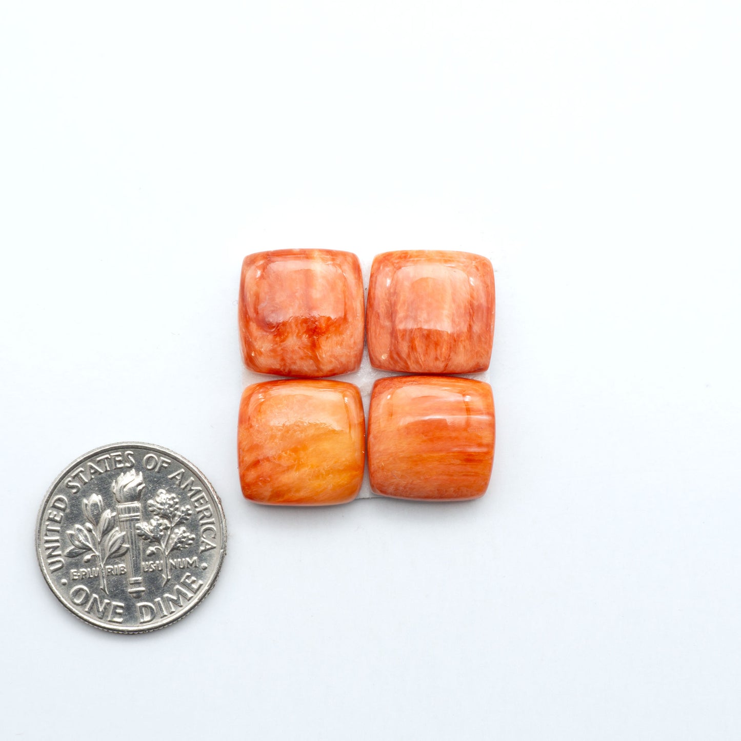 Red Spiny oyster shell cabochons, on a white background with a US dime for scale