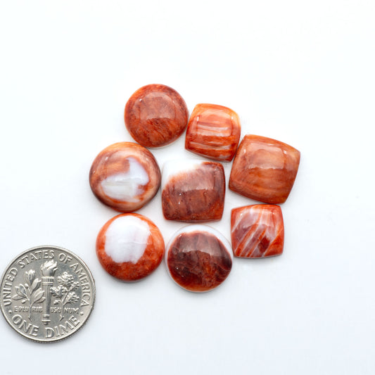 Red Spiny oyster shell cabochons, on a white background with a US dime for scale