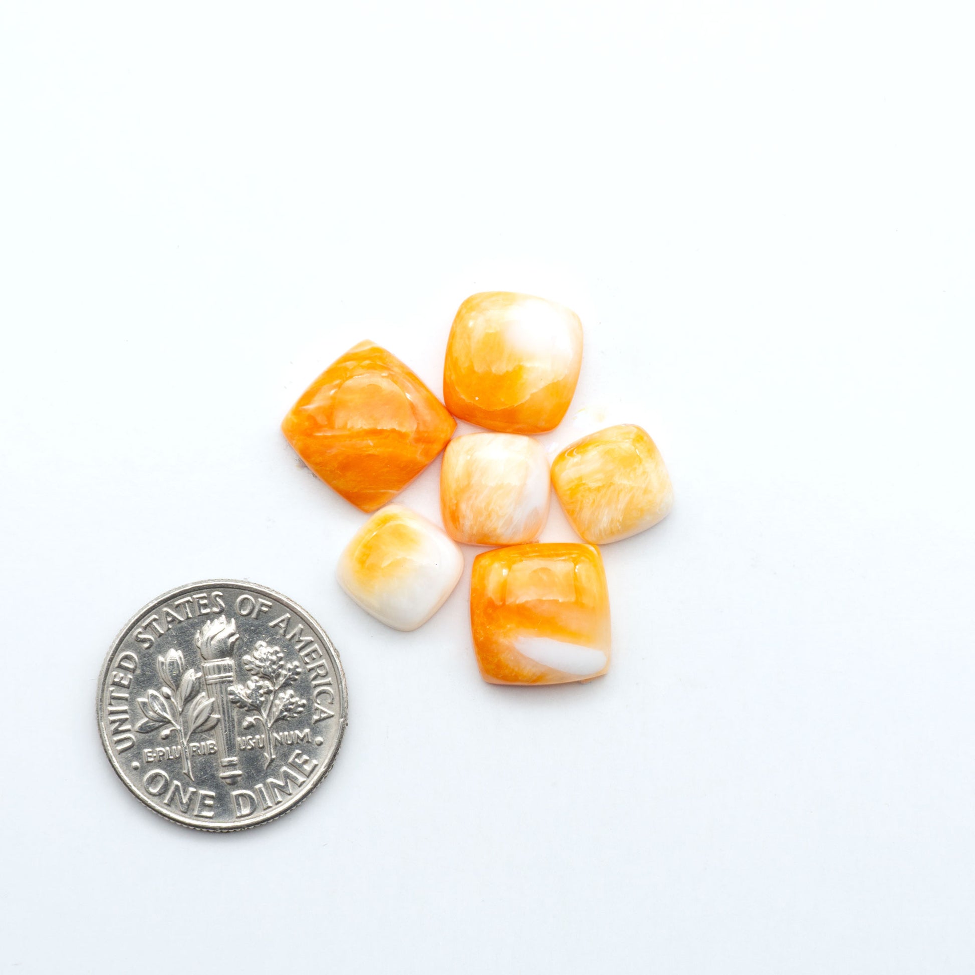 Orange Spiny oyster shell cabochons, on a white background with a US dime for scale