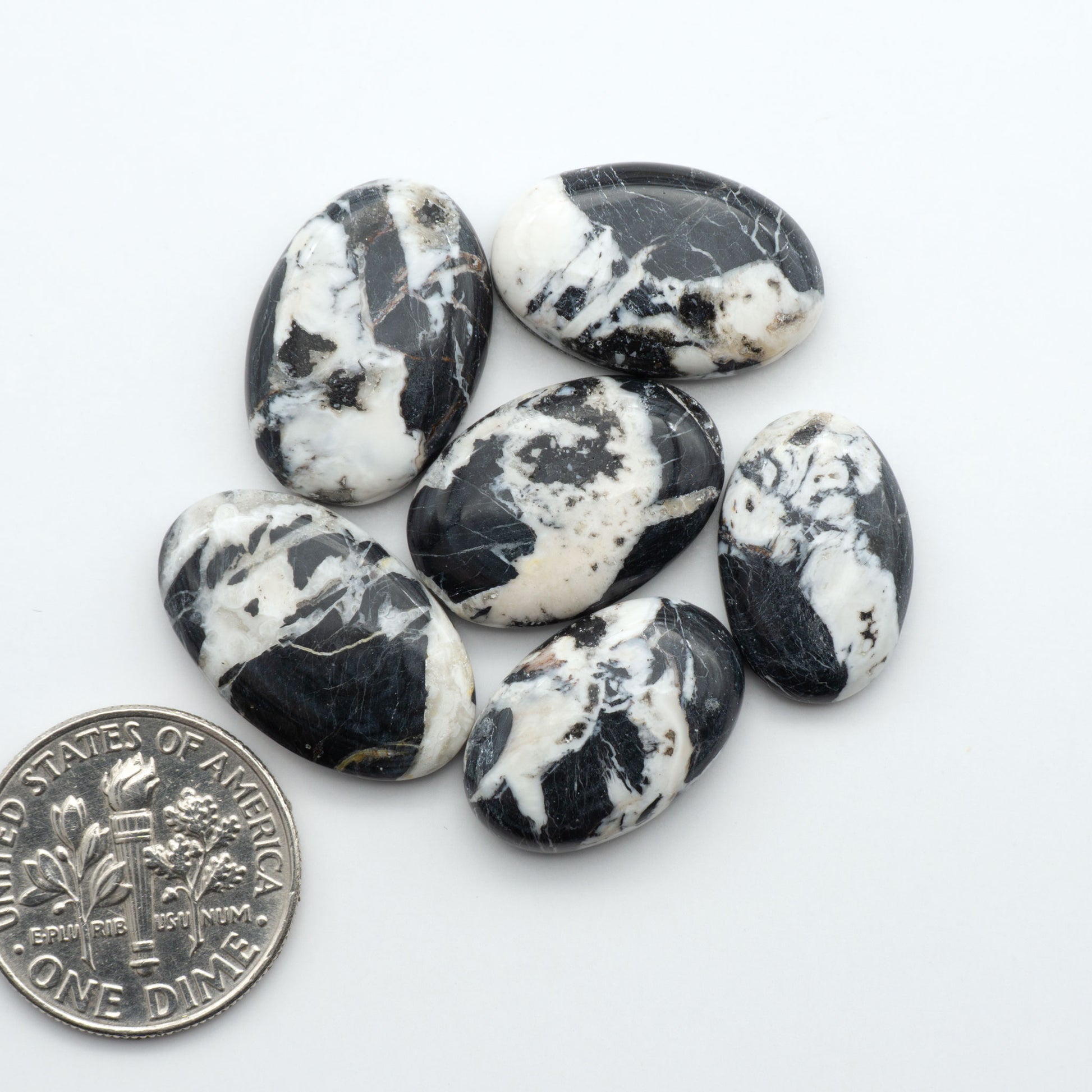 White Buffalo stone cabochons, white stone with black matrix, polished stones on a white background, with a US dime for scale
