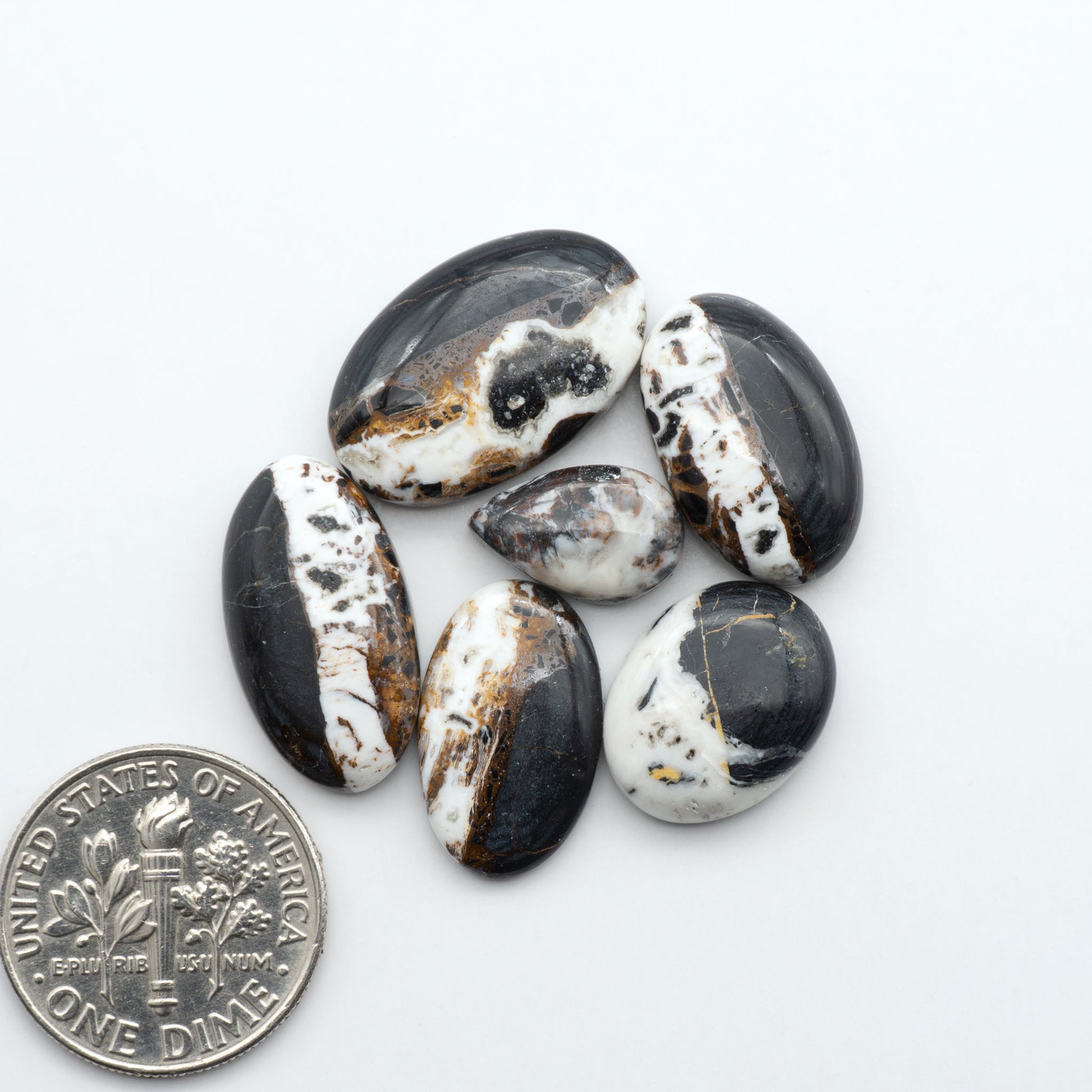 White Buffalo stone cabochons, white stone with black matrix, polished stones on a white background, with a US dime for scale