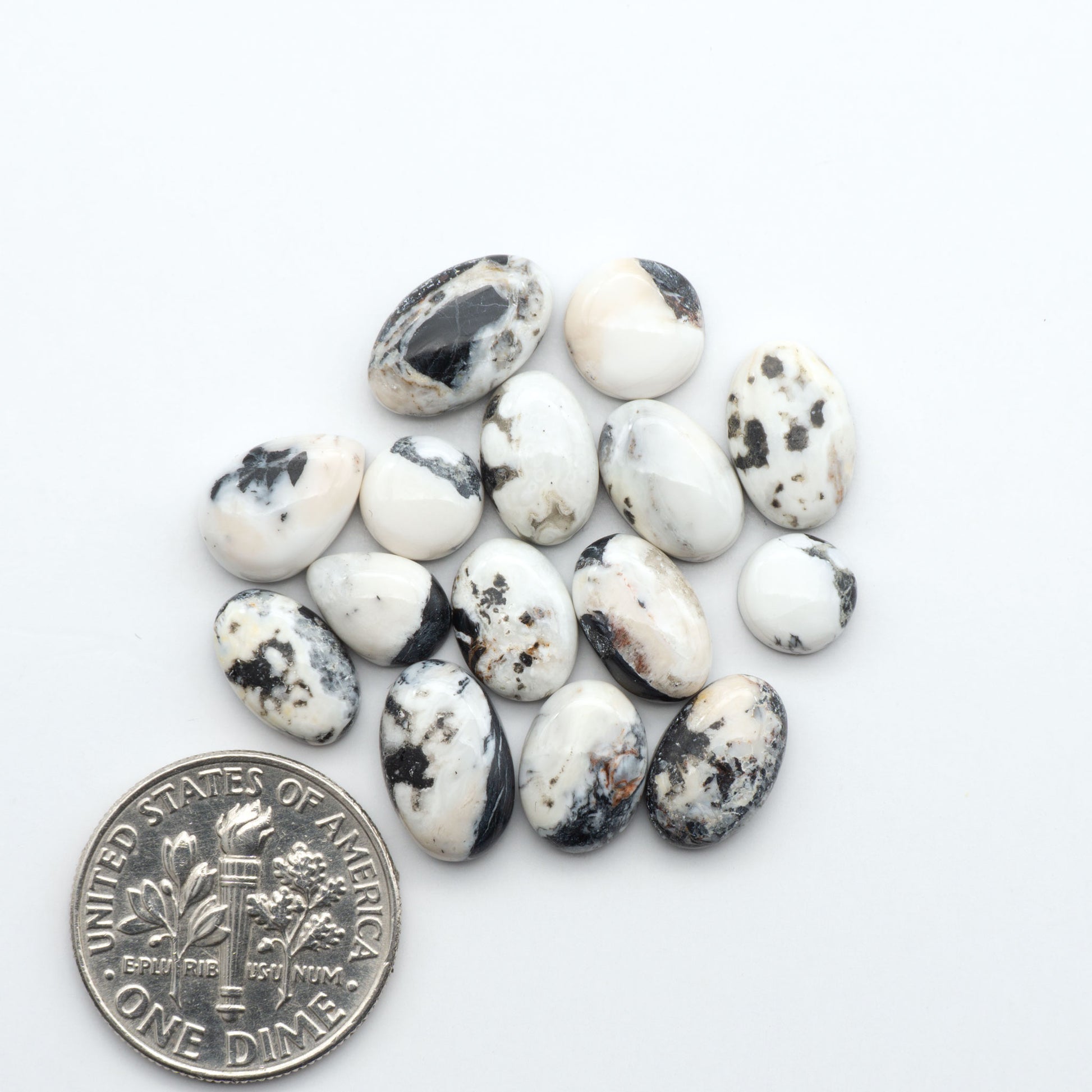 White Buffalo stone cabochons, white stone with black matrix, polished stones on a white background, with a US dime for scale