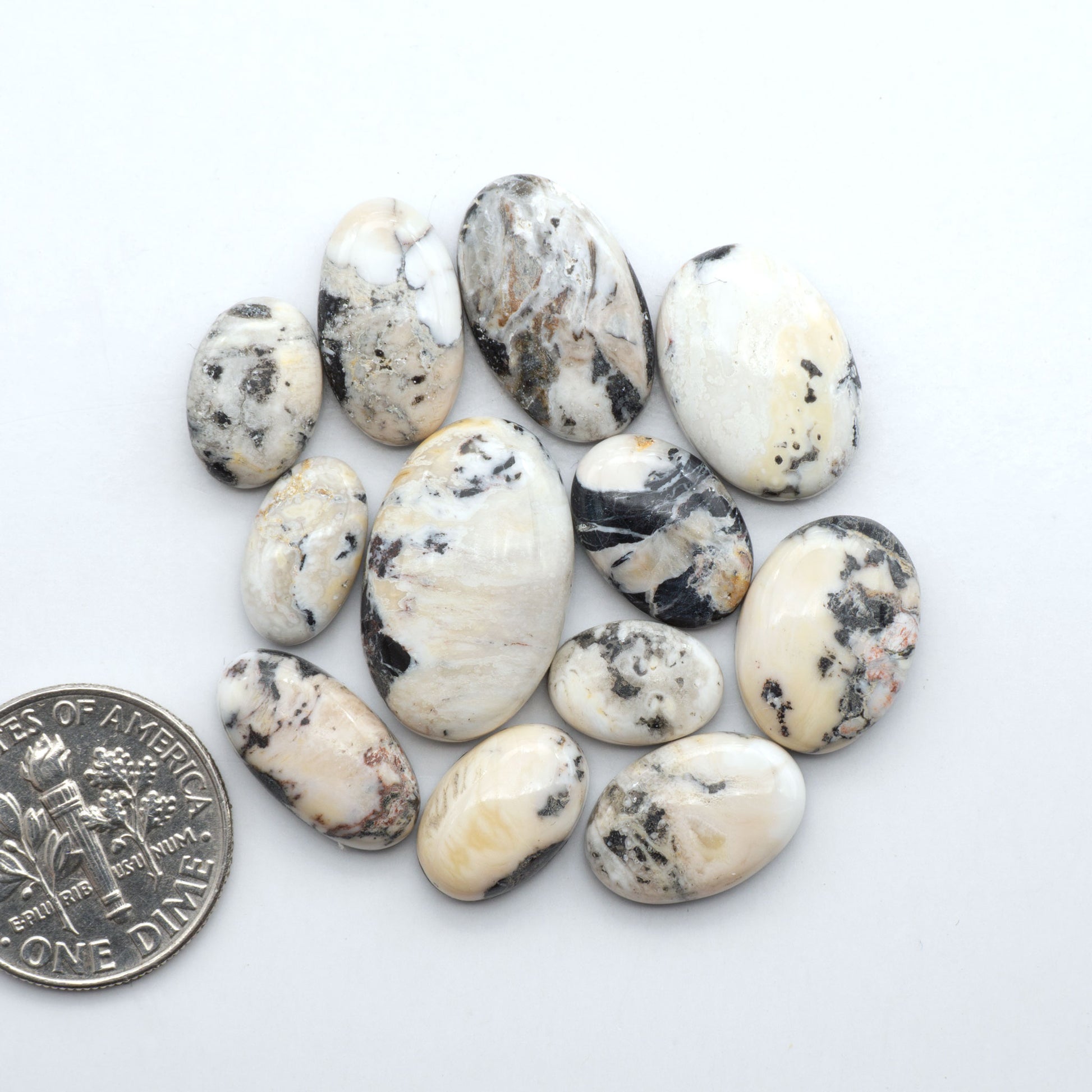 White Buffalo stone cabochons, white stone with black matrix, polished stones on a white background, with a US dime for scale