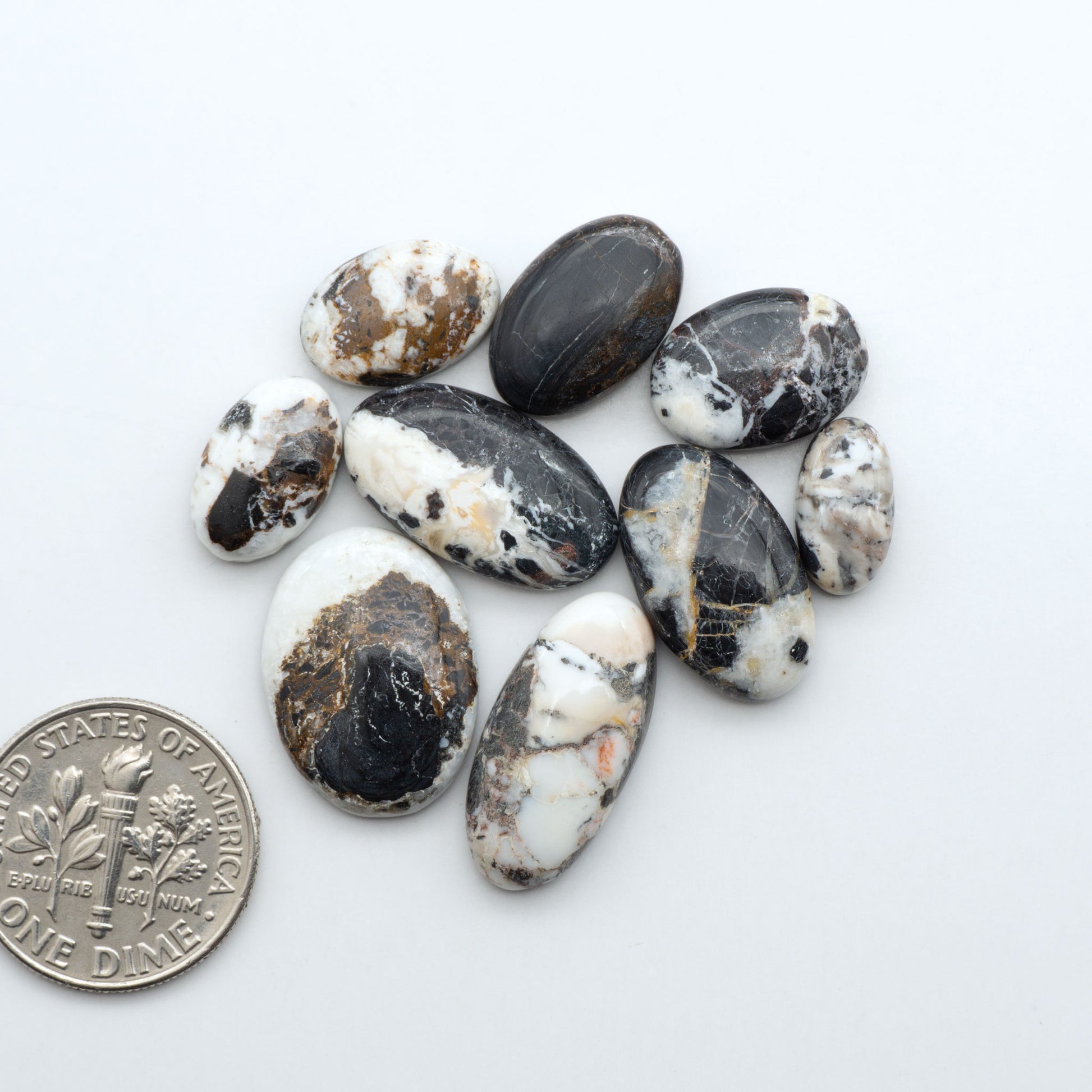 White Buffalo stone cabochons, white stone with black matrix, polished stones on a white background, with a US dime for scale