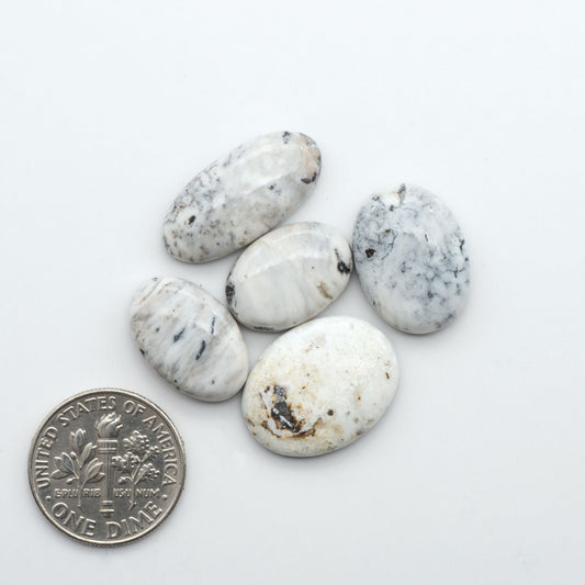 White Buffalo stone cabochons, white stone with black matrix, polished stones on a white background, with a US dime for scale