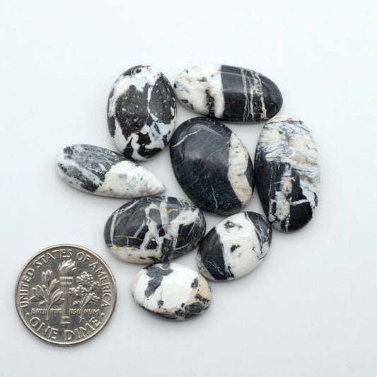 White Buffalo stone cabochons, white stone with black matrix, polished stones on a white background, with a US dime for scale