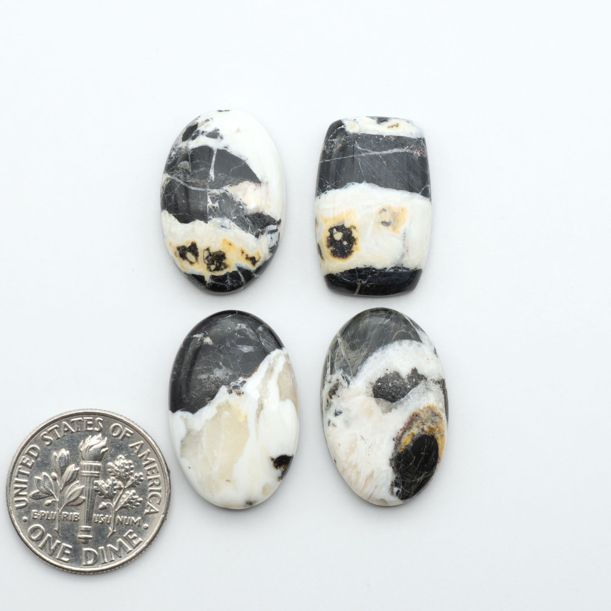 White Buffalo stone cabochons, white stone with black matrix, polished stones on a white background, with a US dime for scale