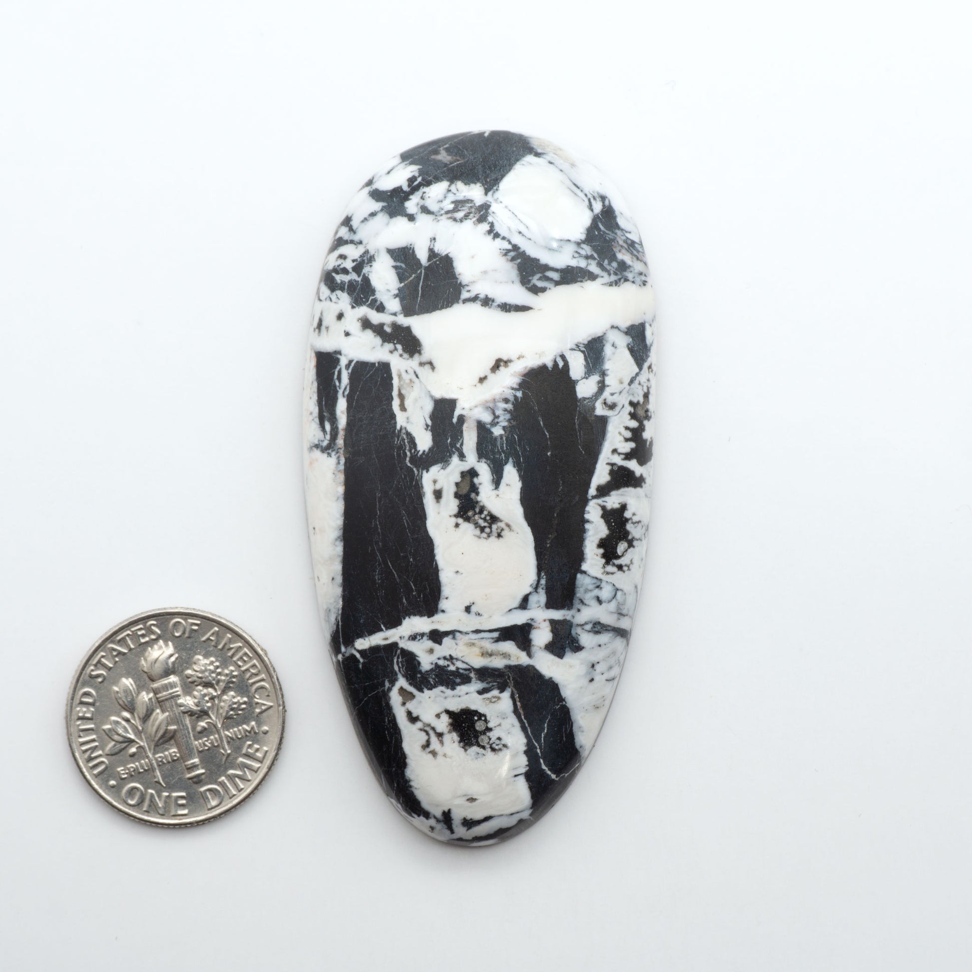 White Buffalo stone cabochons, white stone with black matrix, polished stones on a white background, with a US dime for scale