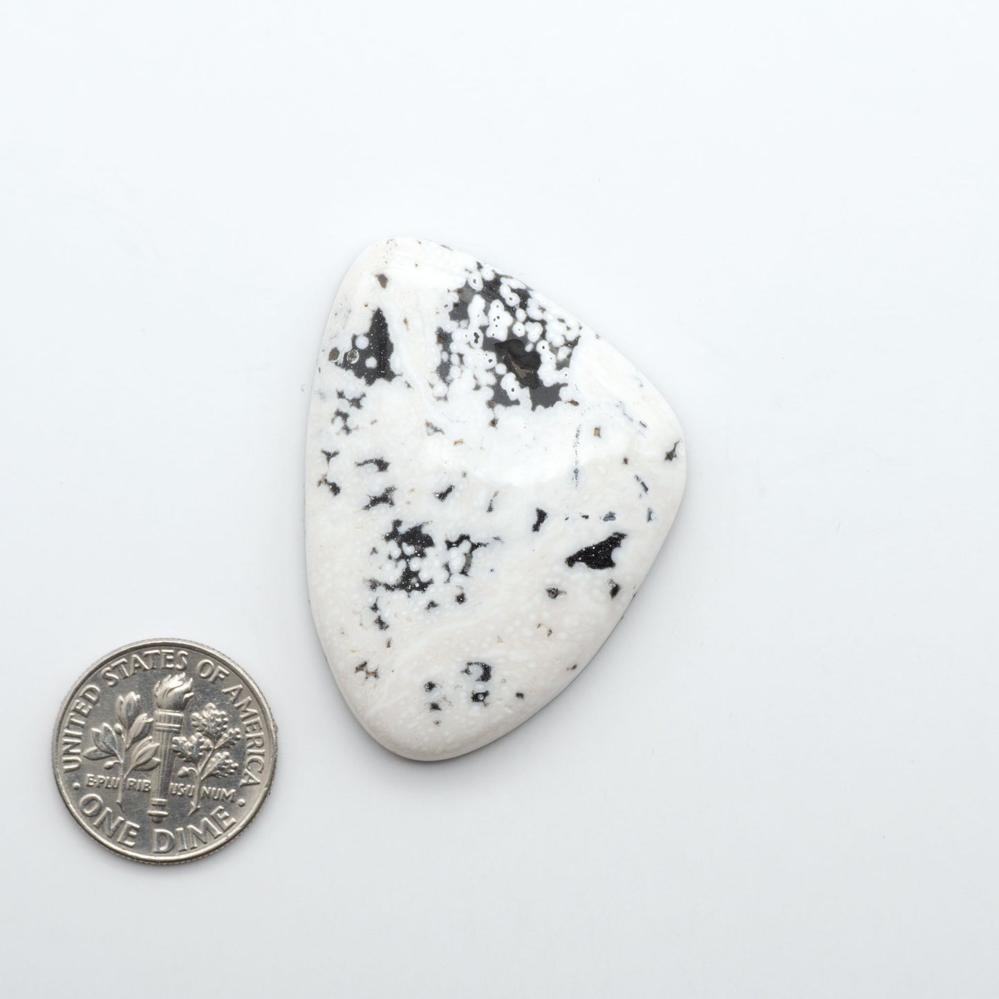 White Buffalo stone cabochons, white stone with black matrix, polished stones on a white background, with a US dime for scale