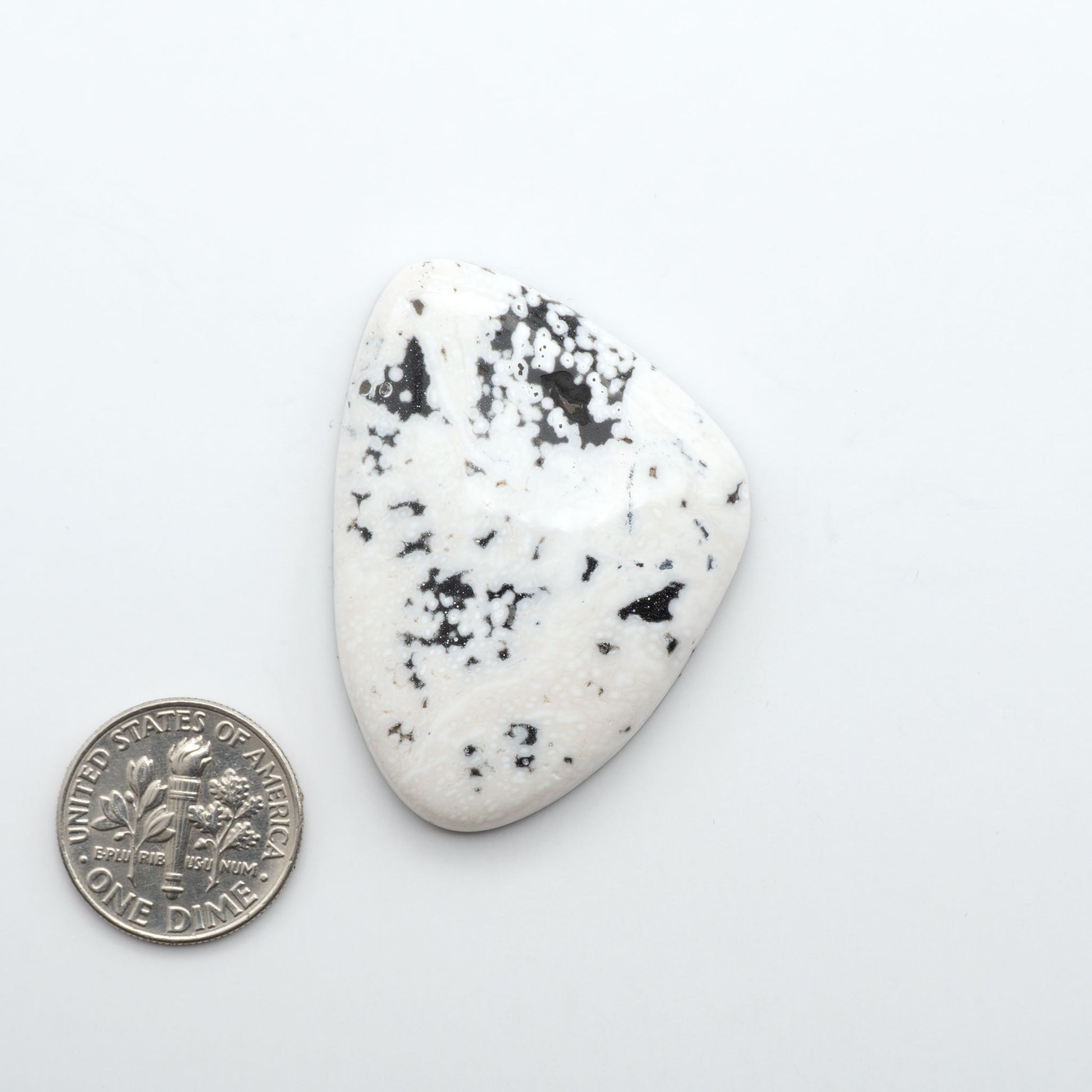 White Buffalo stone cabochons, white stone with black matrix, polished stones on a white background, with a US dime for scale