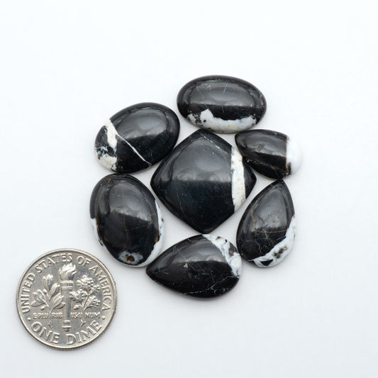 White Buffalo stone cabochons, white stone with black matrix, polished stones on a white background, with a US dime for scale