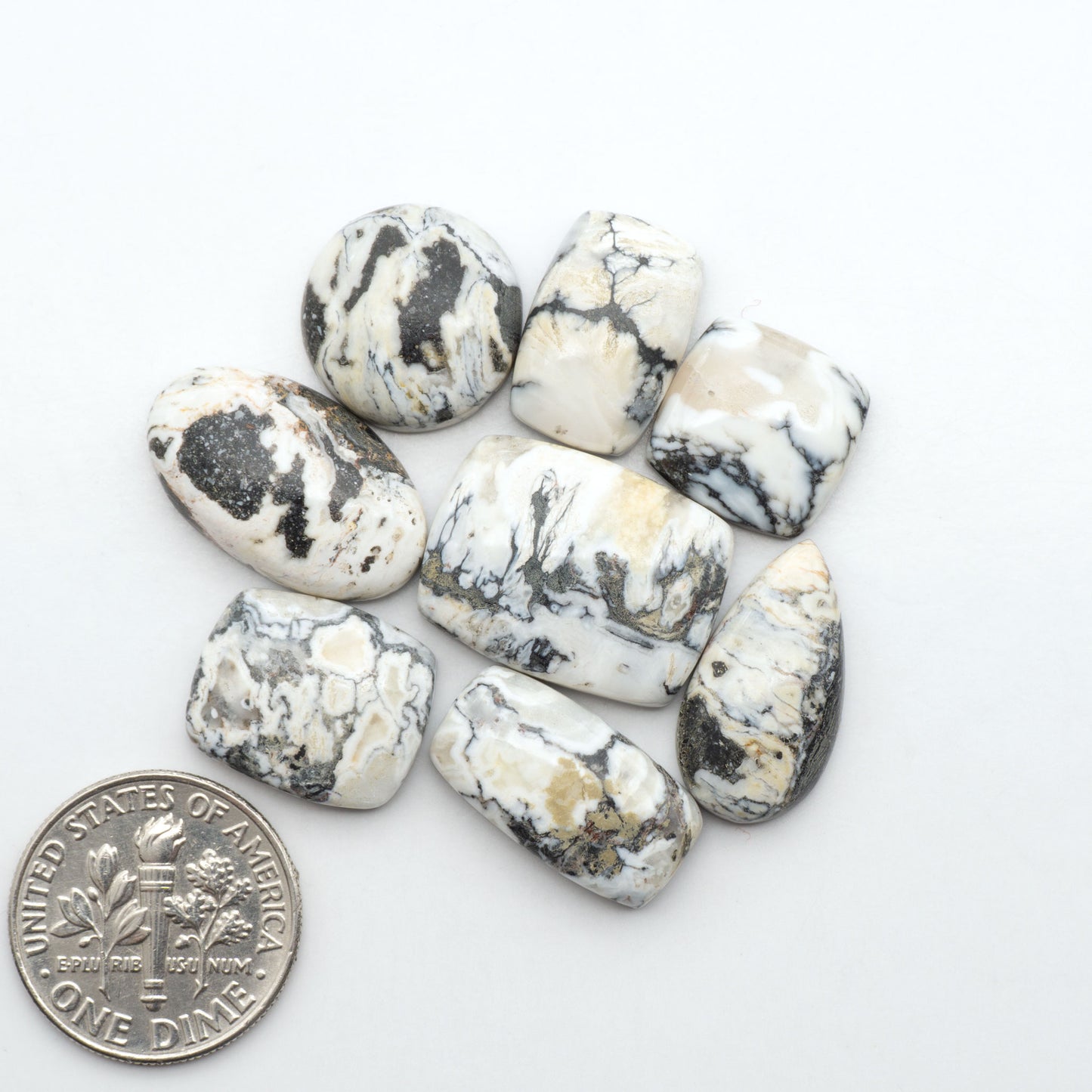 White Buffalo stone cabochons, white stone with black matrix, polished stones on a white background, with a US dime for scale