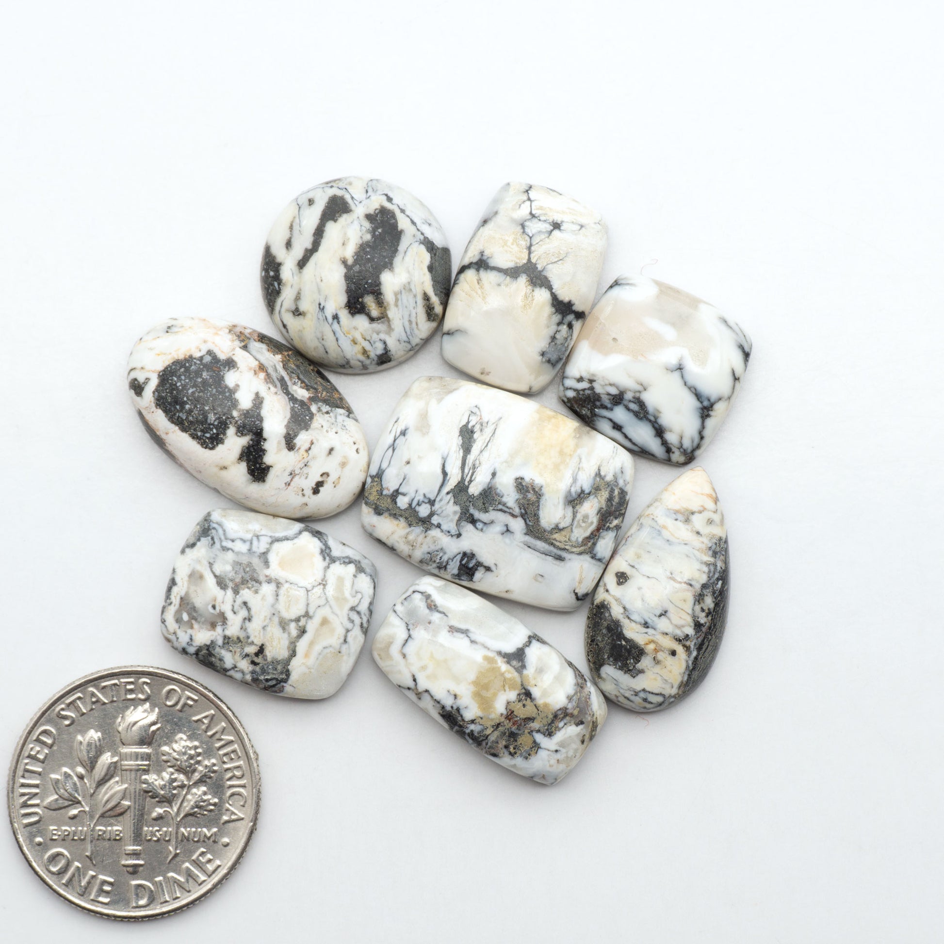 White Buffalo stone cabochons, white stone with black matrix, polished stones on a white background, with a US dime for scale