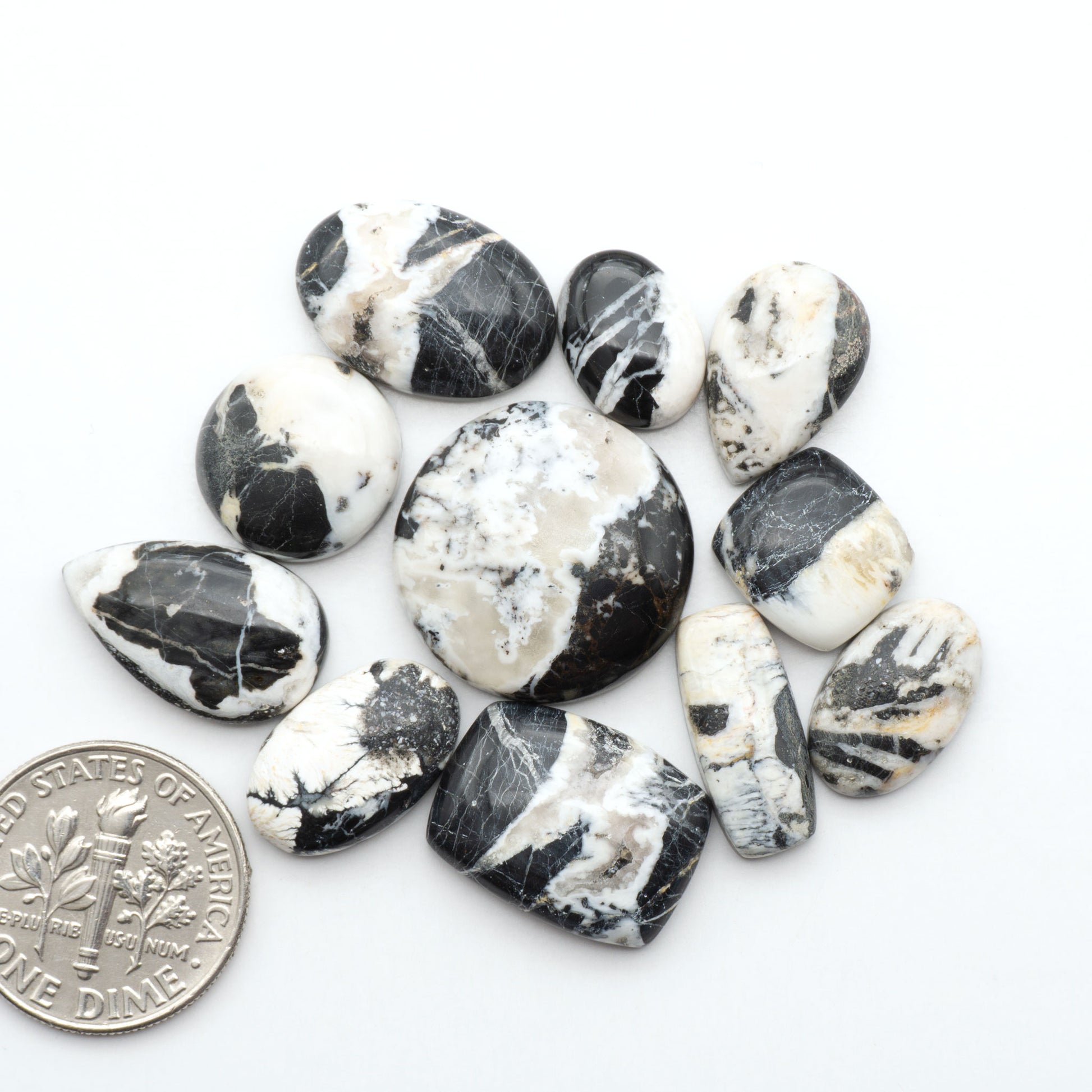 White Buffalo stone cabochons, white stone with black matrix, polished stones on a white background, with a US dime for scale