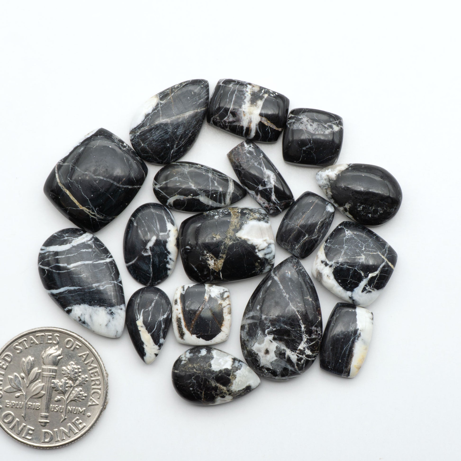 White Buffalo stone cabochons, white stone with black matrix, polished stones on a white background, with a US dime for scale