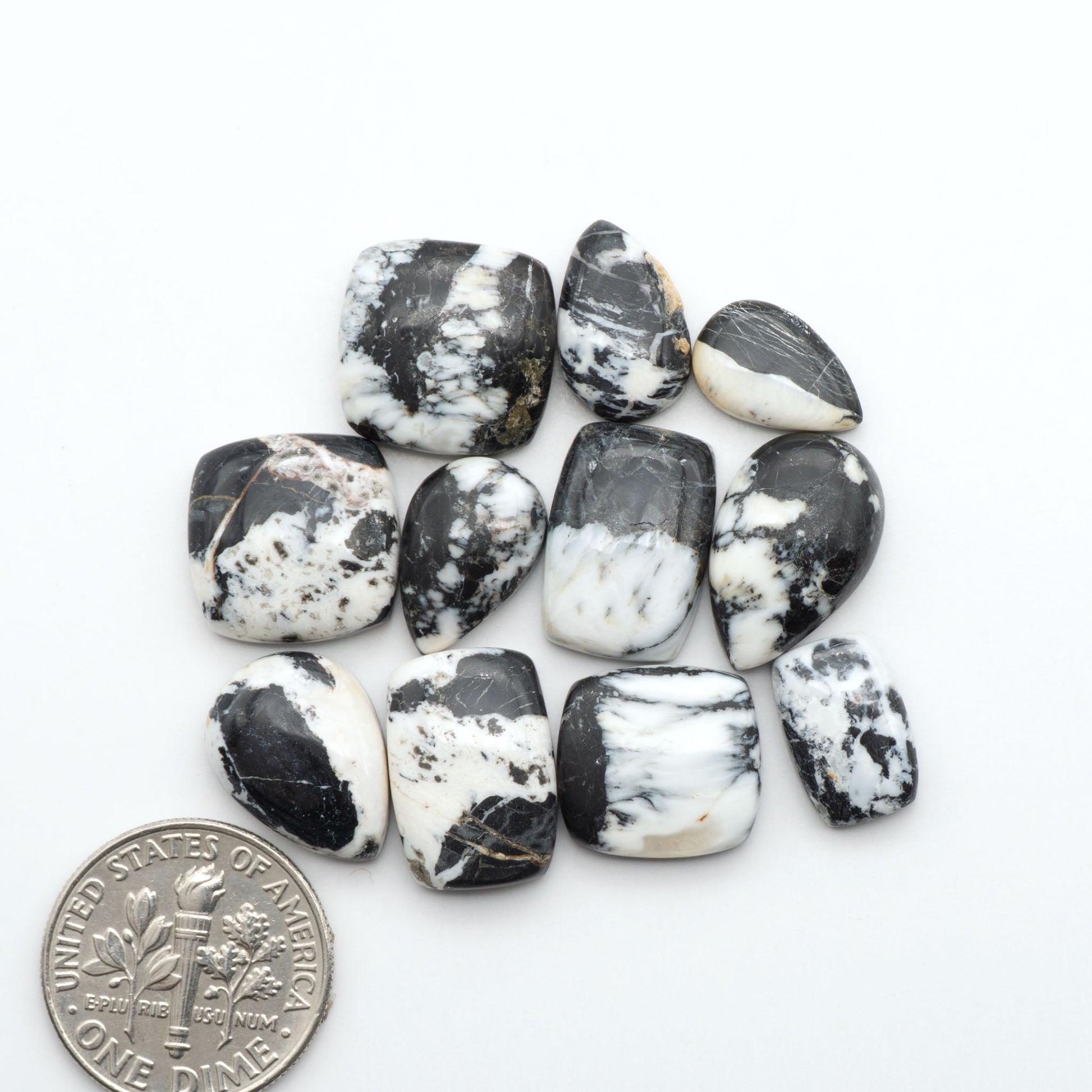 White Buffalo stone cabochons, white stone with black matrix, polished stones on a white background, with a US dime for scale