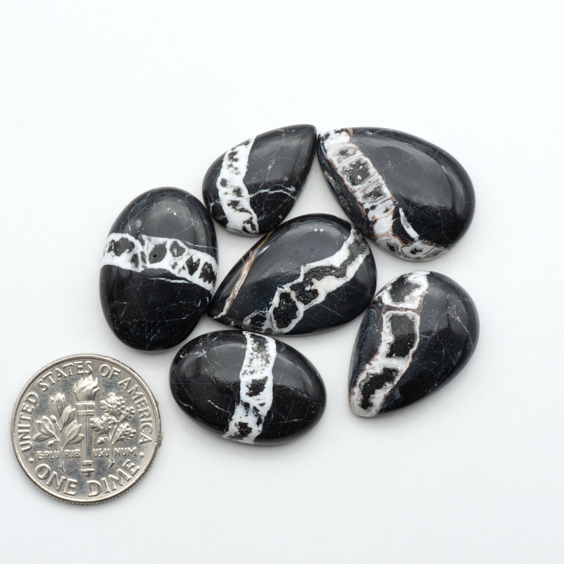White Buffalo stone cabochons, white stone with black matrix, polished stones on a white background, with a US dime for scale