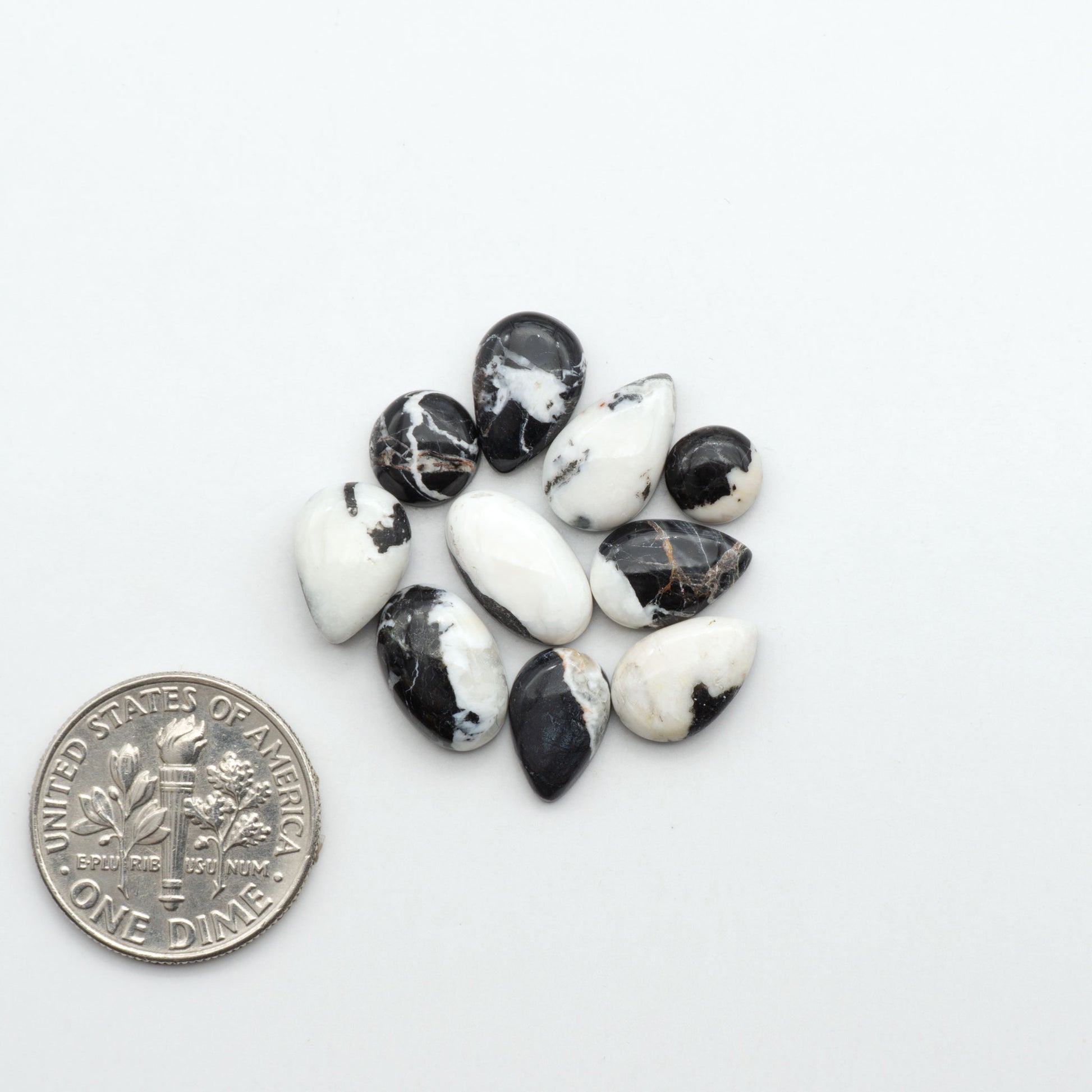 White Buffalo stone cabochons, white stone with black matrix, polished stones on a white background, with a US dime for scale