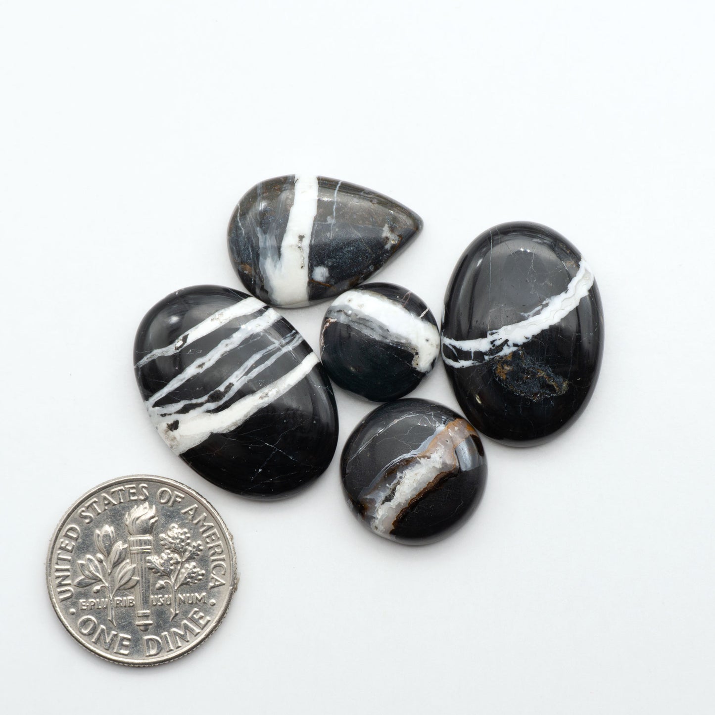 White Buffalo stone cabochons, white stone with black matrix, polished stones on a white background, with a US dime for scale