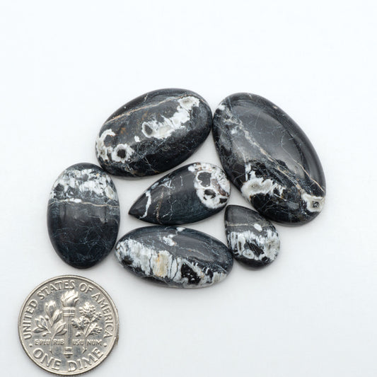 White Buffalo stone cabochons, white stone with black matrix, polished stones on a white background, with a US dime for scale