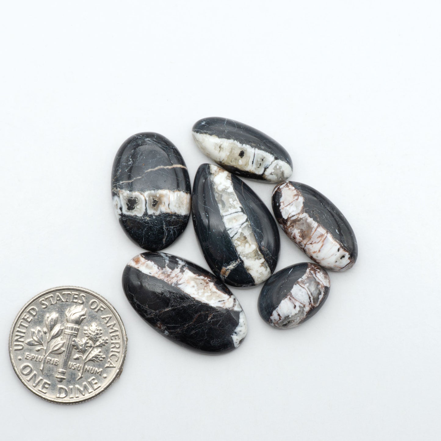 White Buffalo stone cabochons, white stone with black matrix, polished stones on a white background, with a US dime for scale