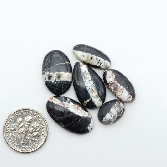 White Buffalo stone cabochons, white stone with black matrix, polished stones on a white background, with a US dime for scale