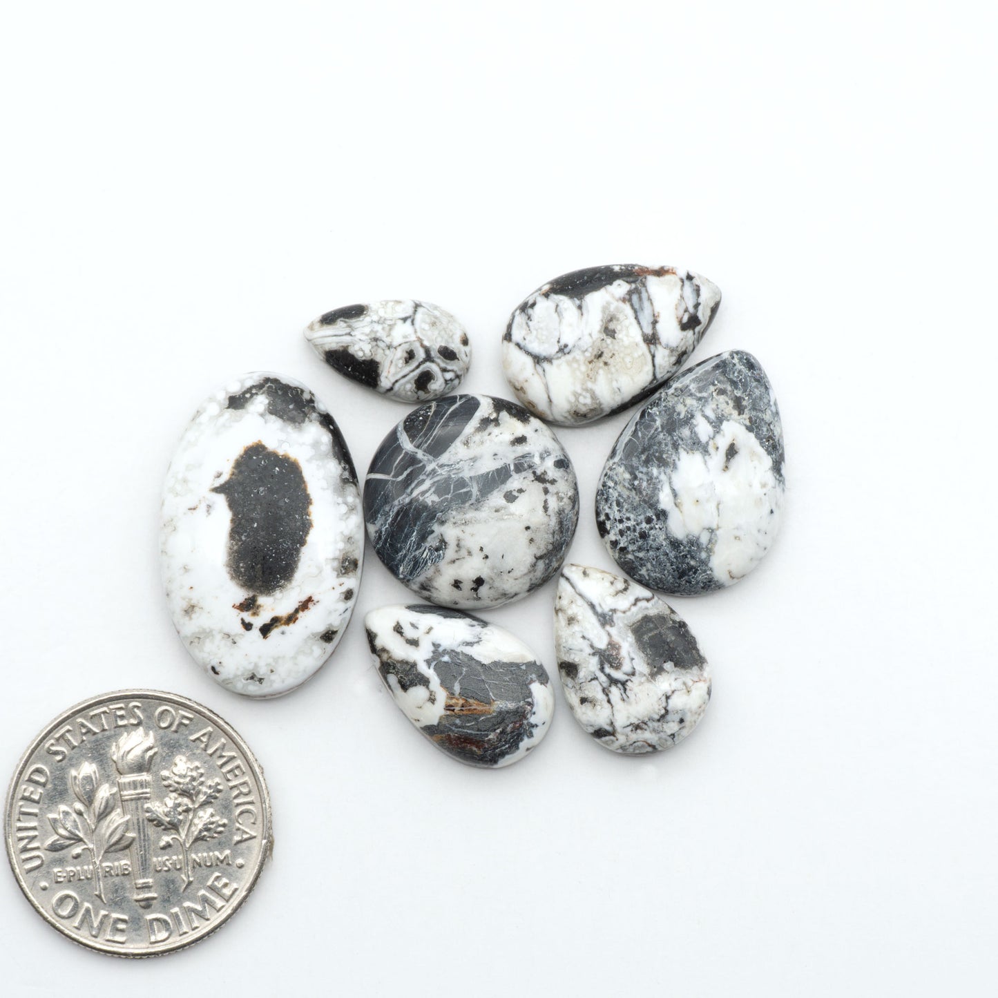White Buffalo stone cabochons, white stone with black matrix, polished stones on a white background, with a US dime for scale