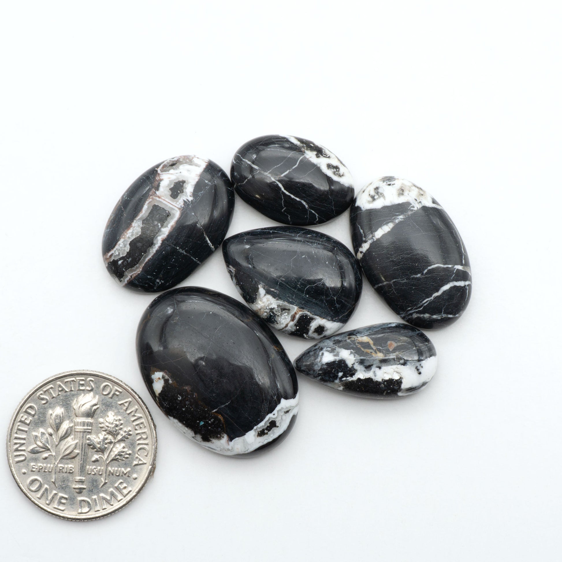 White Buffalo stone cabochons, white stone with black matrix, polished stones on a white background, with a US dime for scale