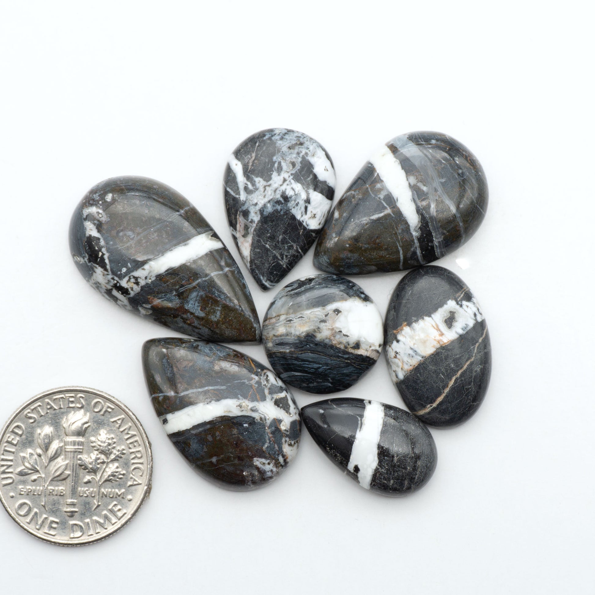 White Buffalo stone cabochons, white stone with black matrix, polished stones on a white background, with a US dime for scale