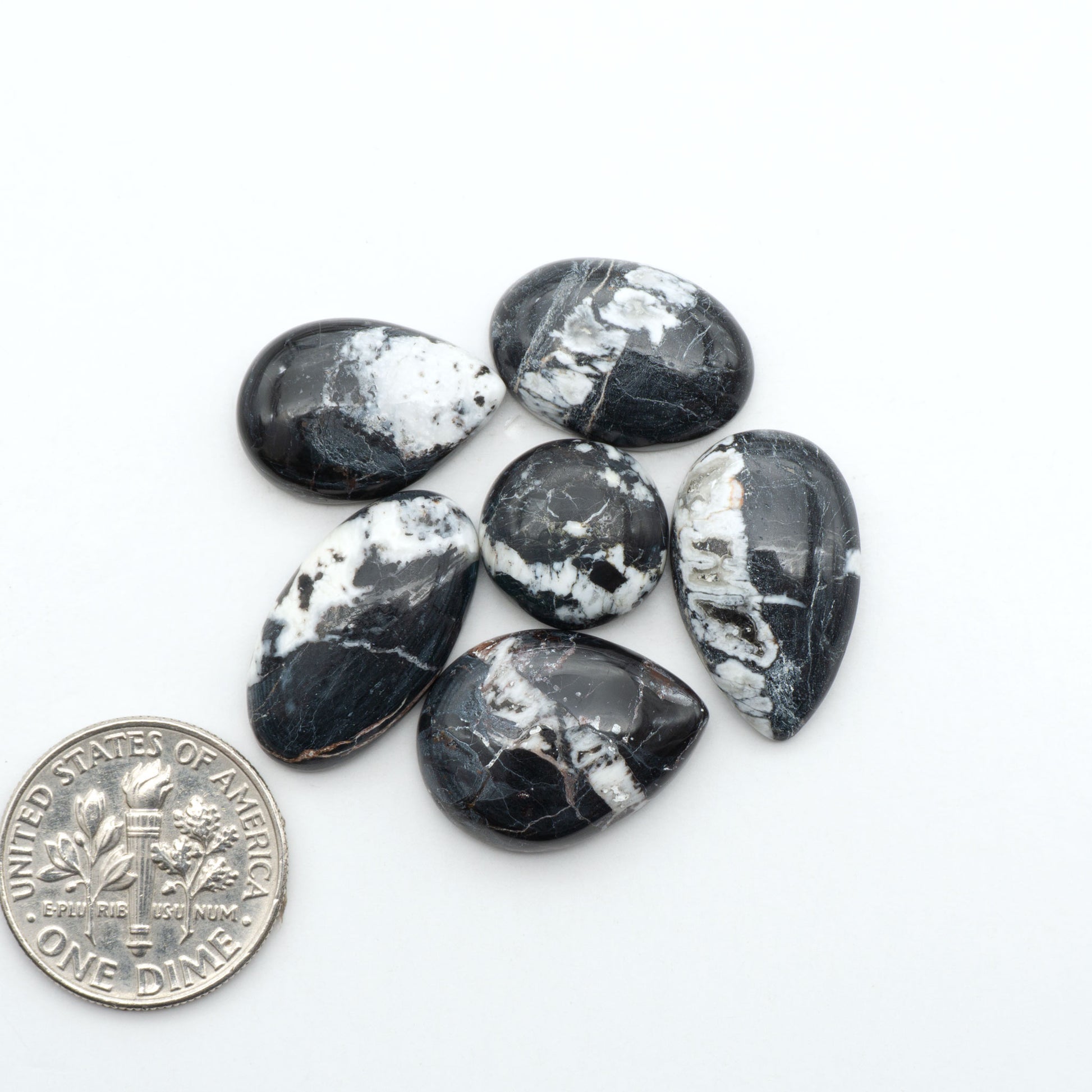 White Buffalo stone cabochons, white stone with black matrix, polished stones on a white background, with a US dime for scale