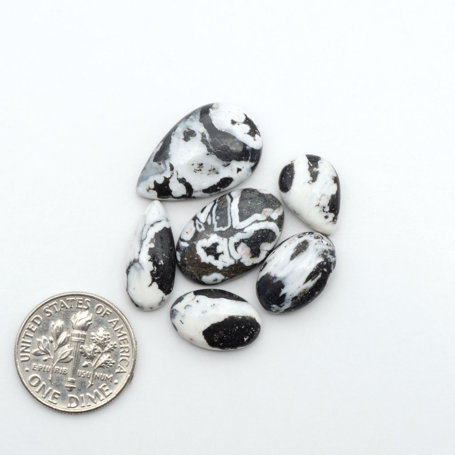 White Buffalo stone cabochons, white stone with black matrix, polished stones on a white background, with a US dime for scale