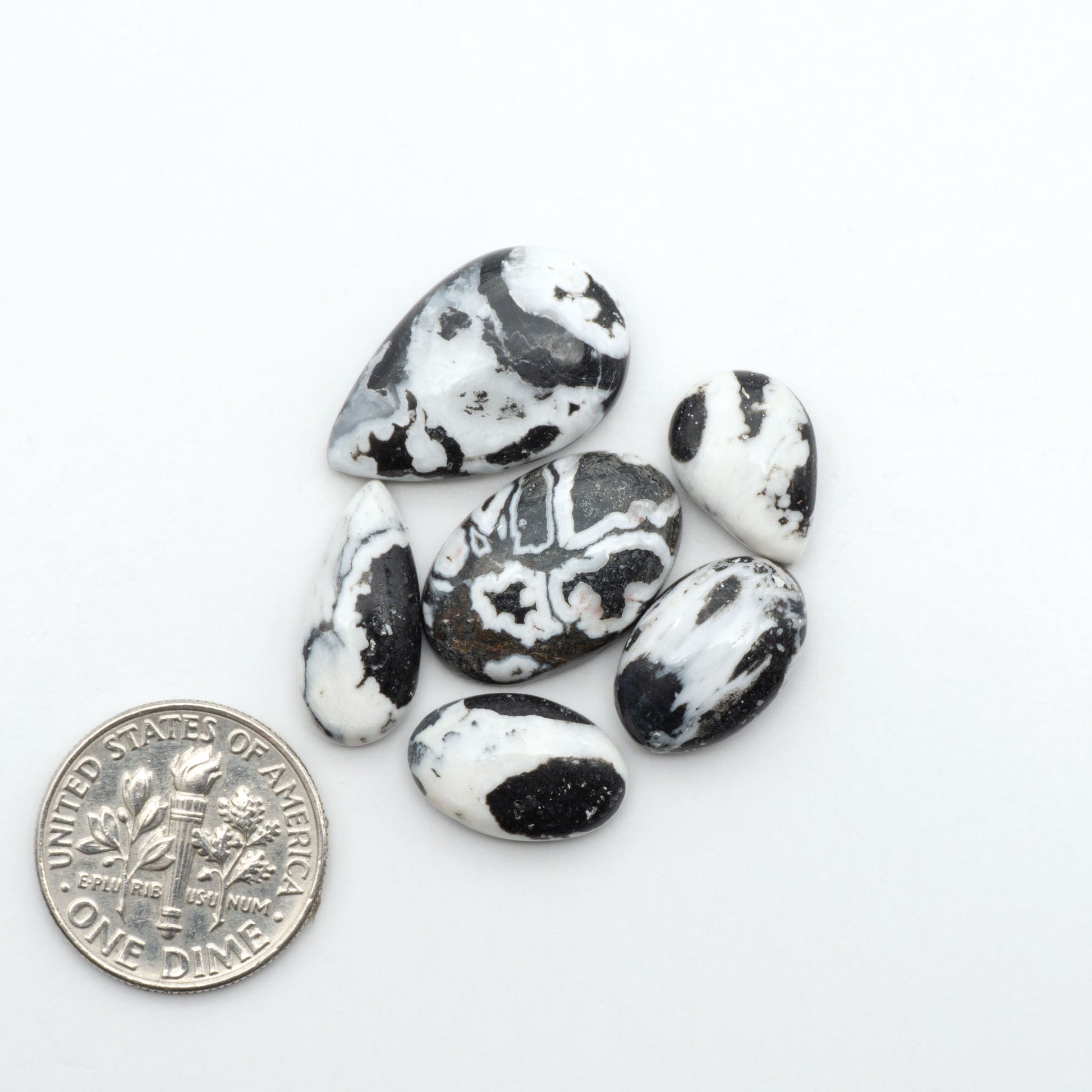 White Buffalo stone cabochons, white stone with black matrix, polished stones on a white background, with a US dime for scale