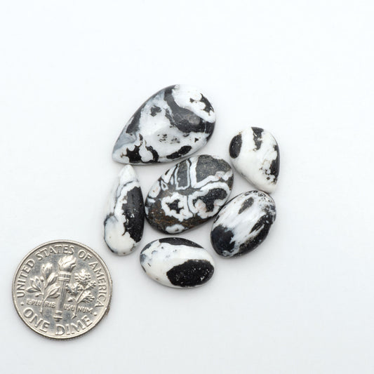 White Buffalo stone cabochons, white stone with black matrix, polished stones on a white background, with a US dime for scale