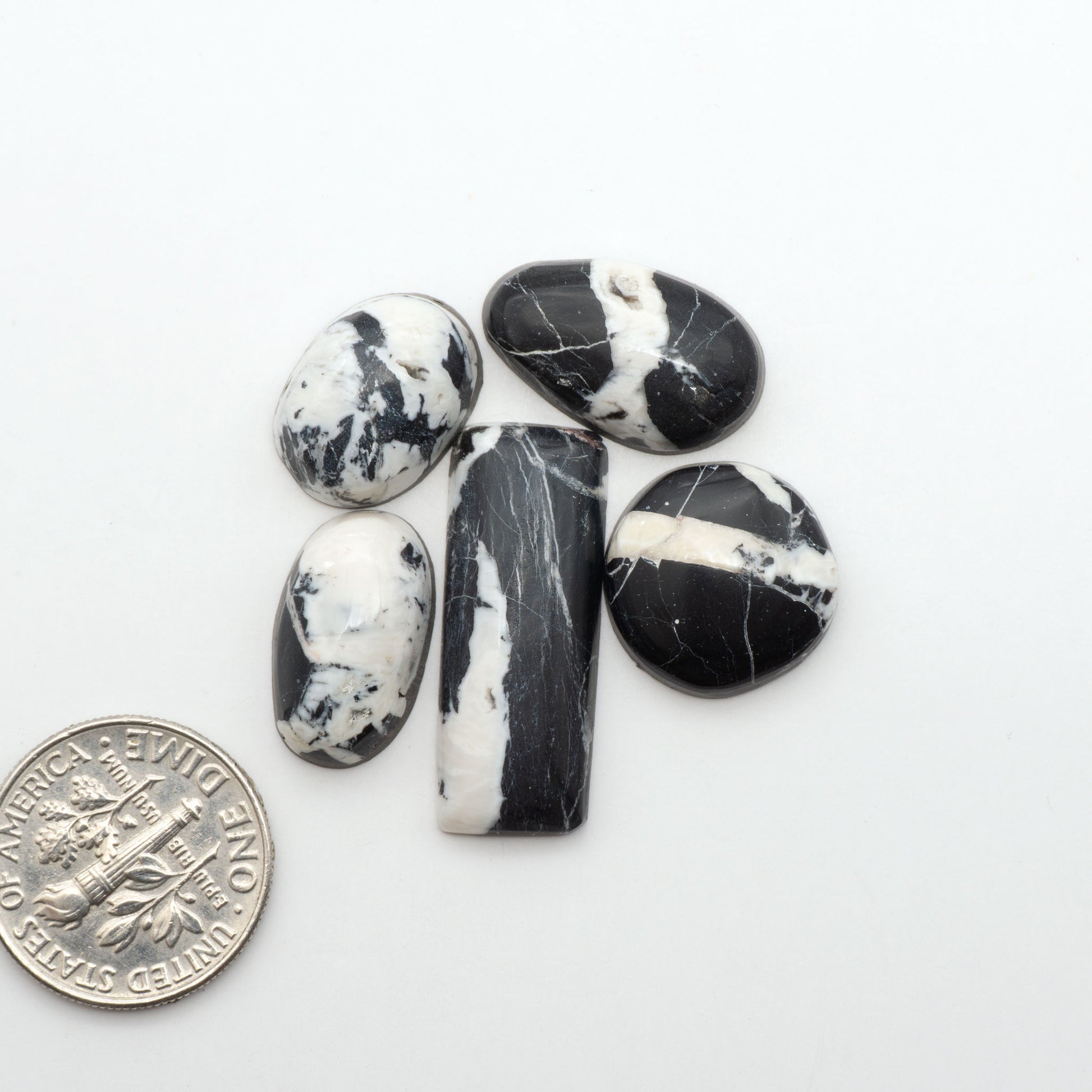 White Buffalo stone cabochons, white stone with black matrix, polished stones on a white background, with a US dime for scale