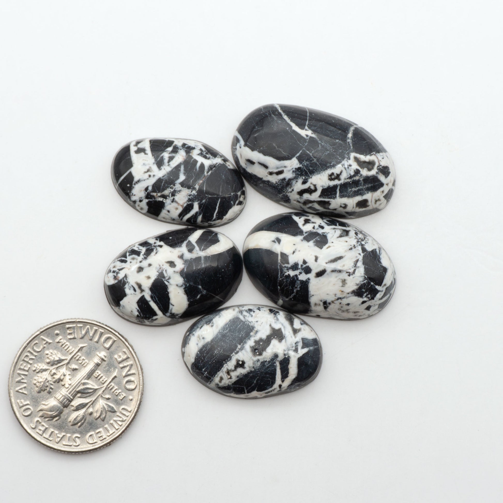 White Buffalo stone cabochons, white stone with black matrix, polished stones on a white background, with a US dime for scale
