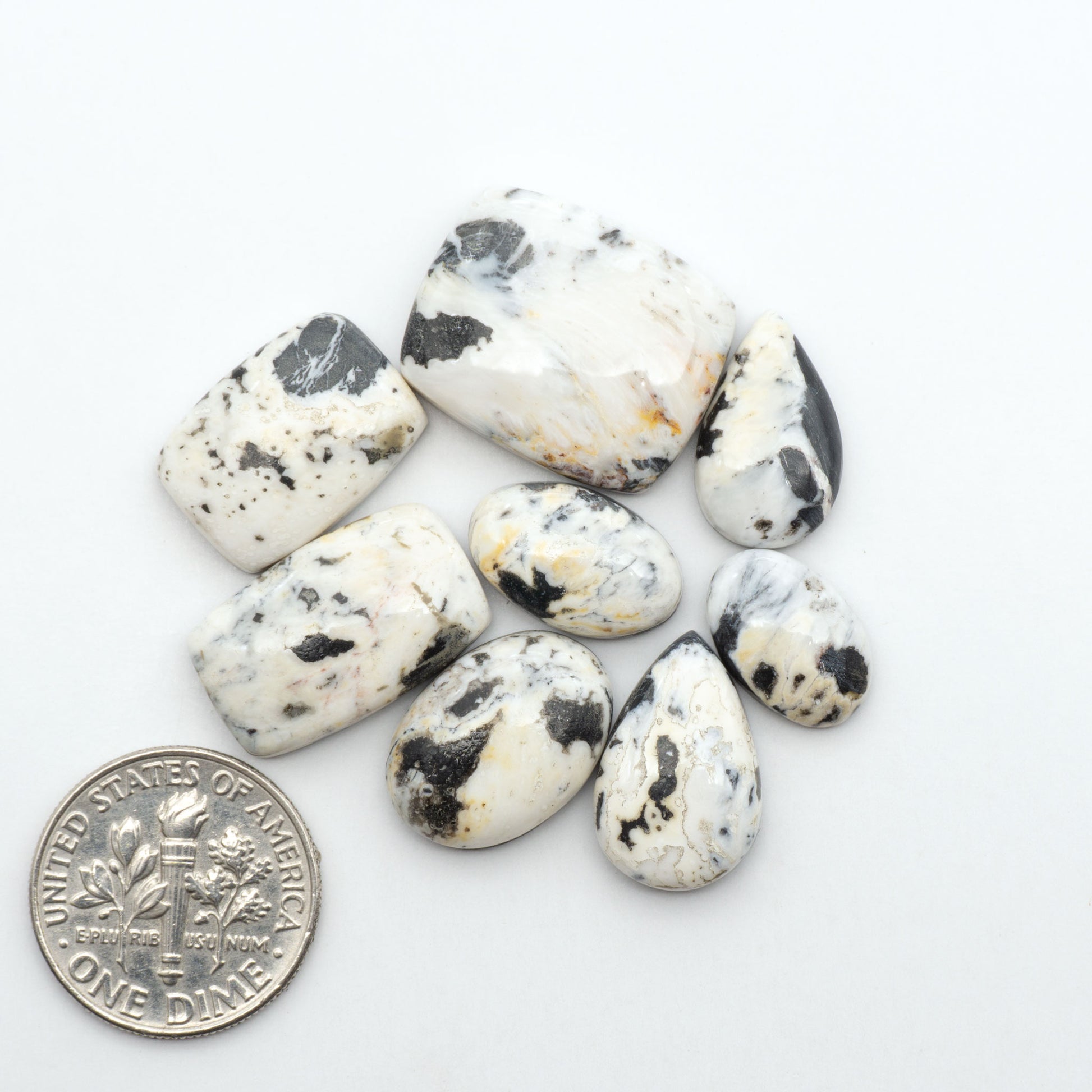 White Buffalo stone cabochons, white stone with black matrix, polished stones on a white background, with a US dime for scale
