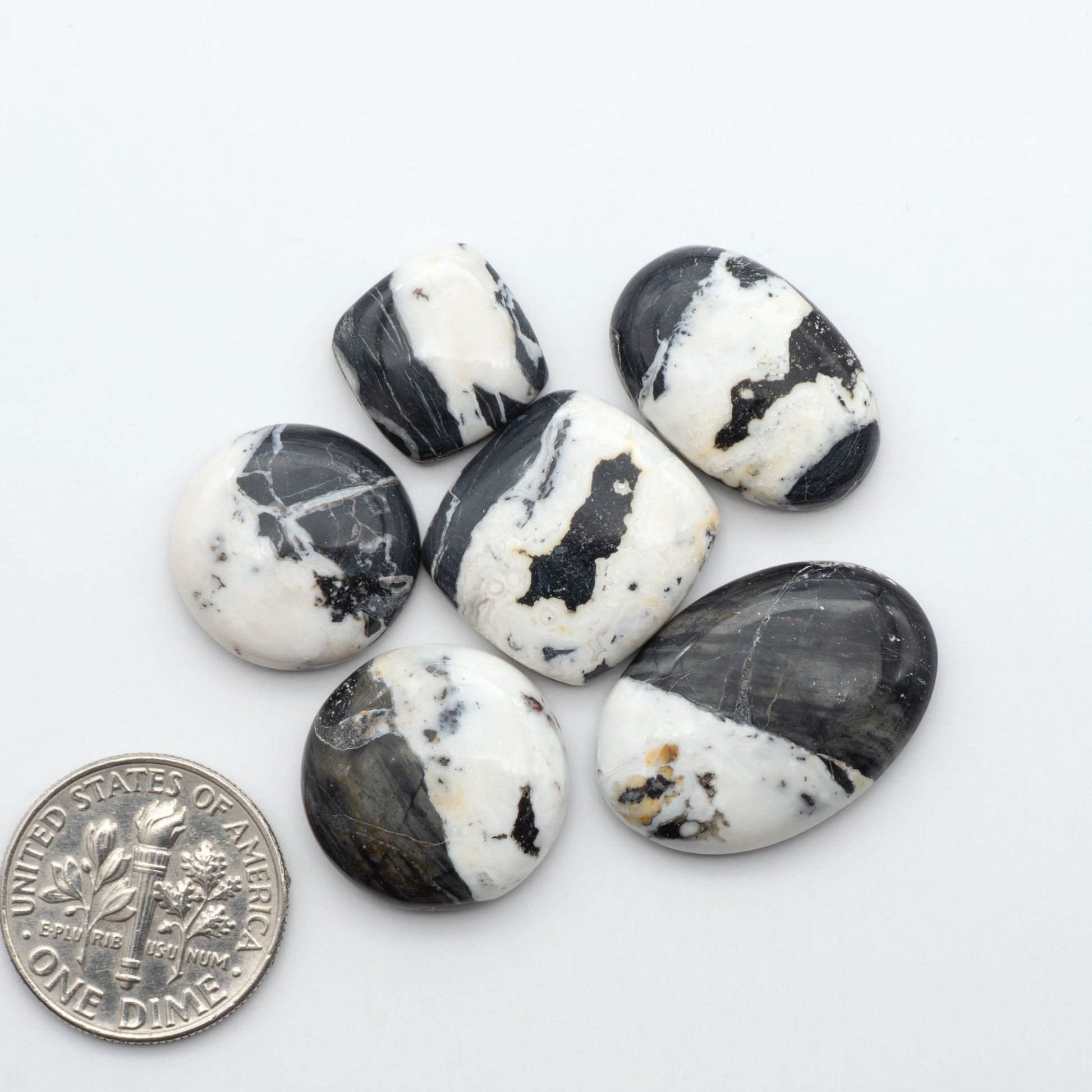 White Buffalo stone cabochons, white stone with black matrix, polished stones on a white background, with a US dime for scale