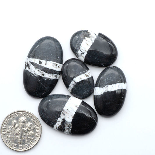 White Buffalo stone cabochons, white stone with black matrix, polished stones on a white background, with a US dime for scale
