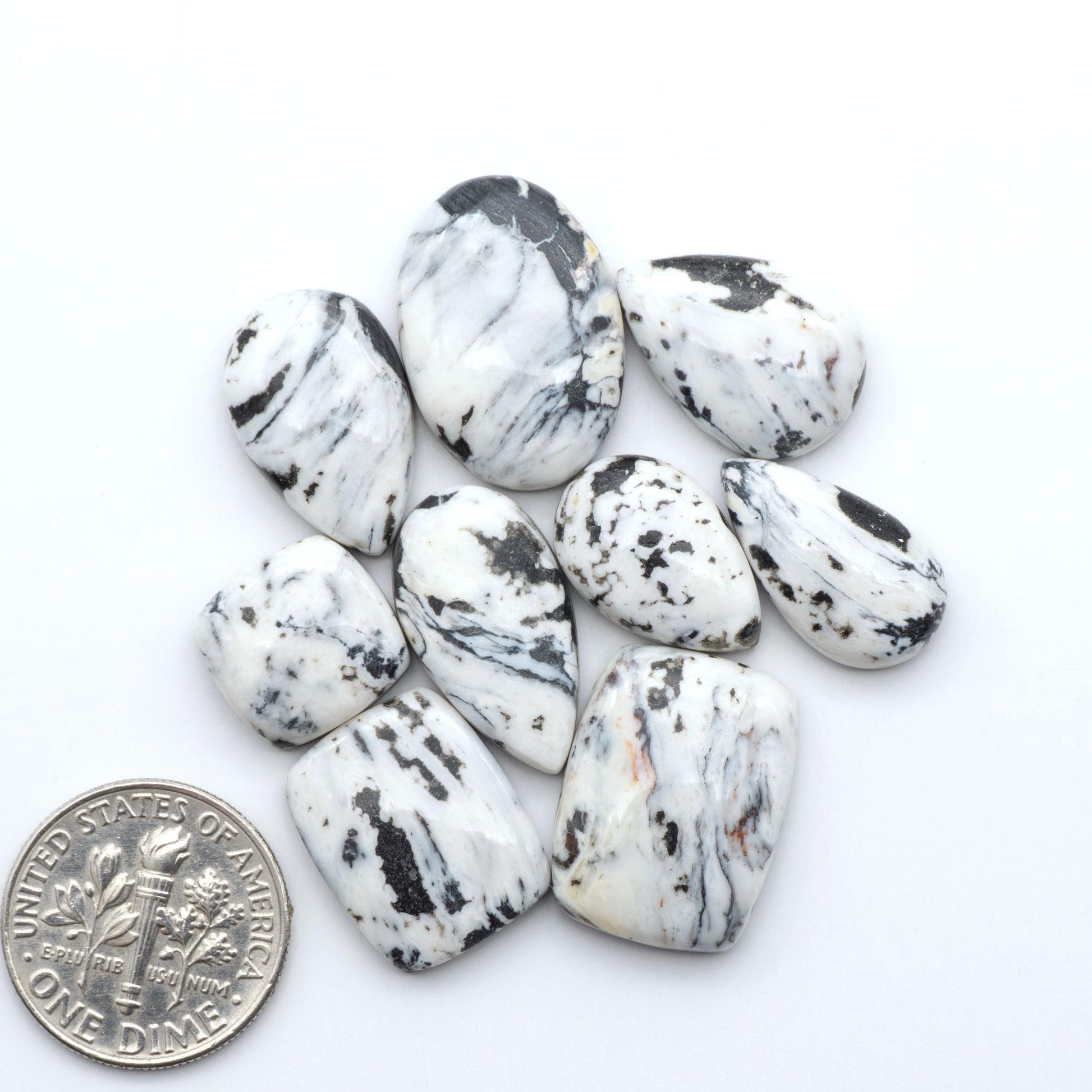 White Buffalo stone cabochons, white stone with black matrix, polished stones on a white background, with a US dime for scale